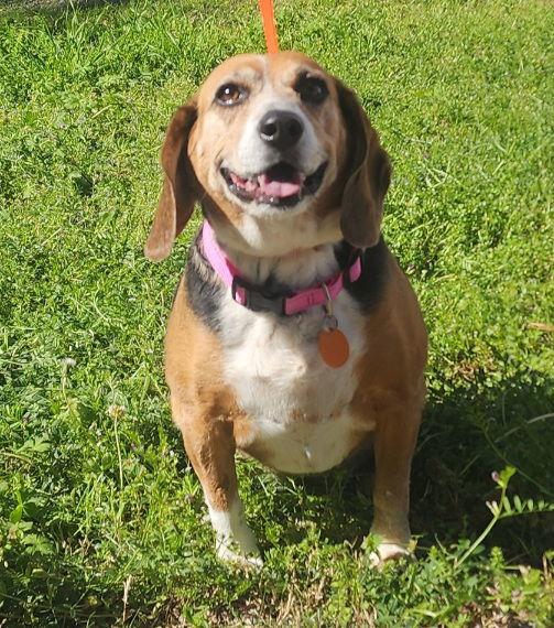 260382 Peppa, a Adopted Beagle in Wetumpka, AL image 1/3