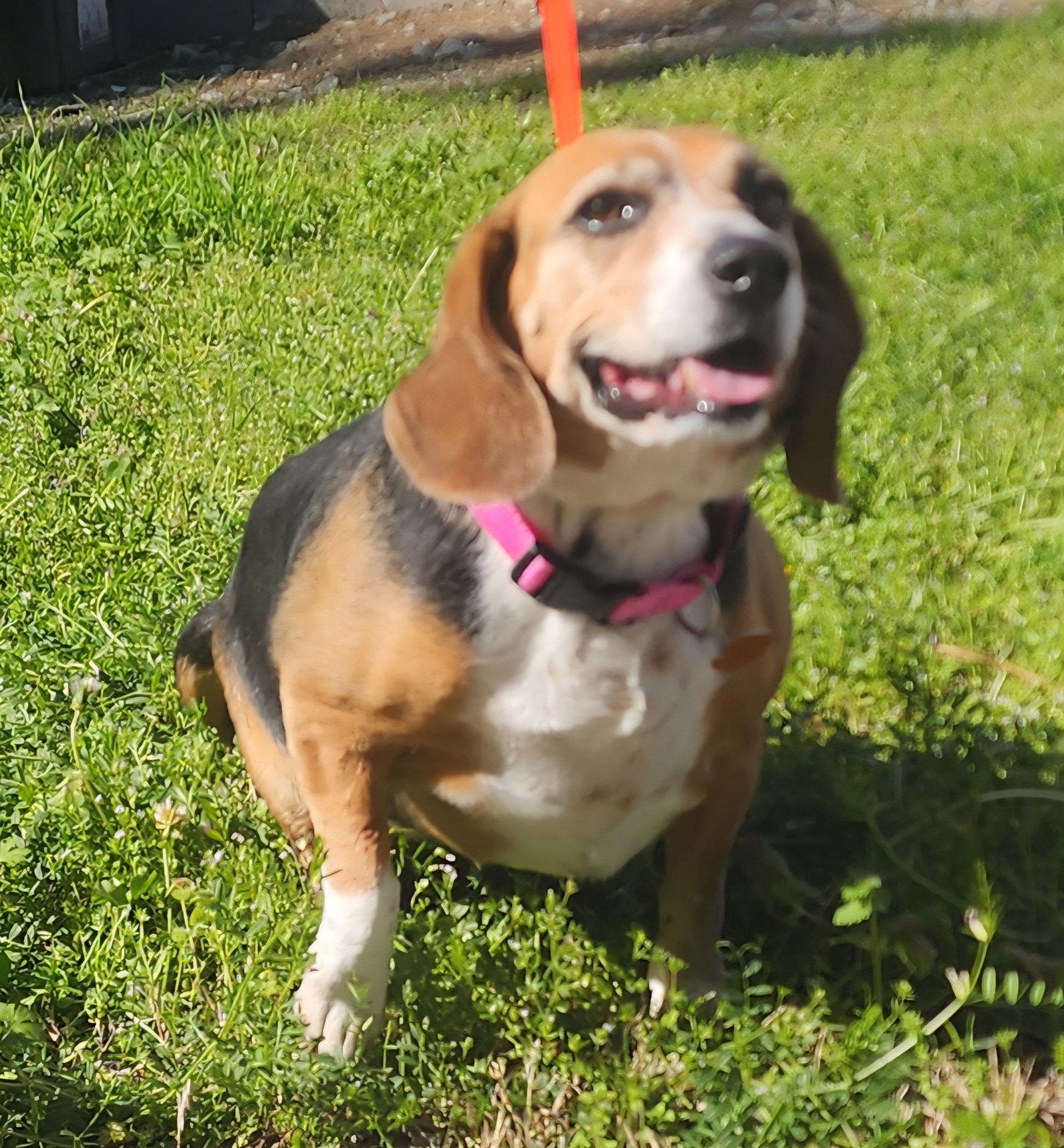 260382 Peppa, a Adopted Beagle in Wetumpka, AL image 2/3