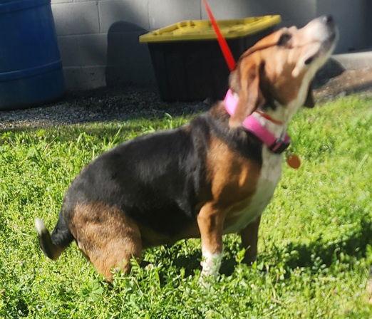 260382 Peppa, a Adopted Beagle in Wetumpka, AL image 3/3