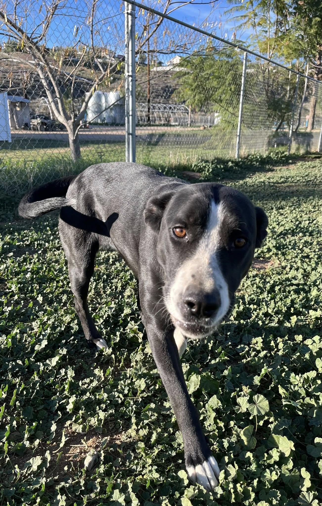 Jayda, a ADOPTABLE mixed breed in Agua Dulce, CA image 2/3