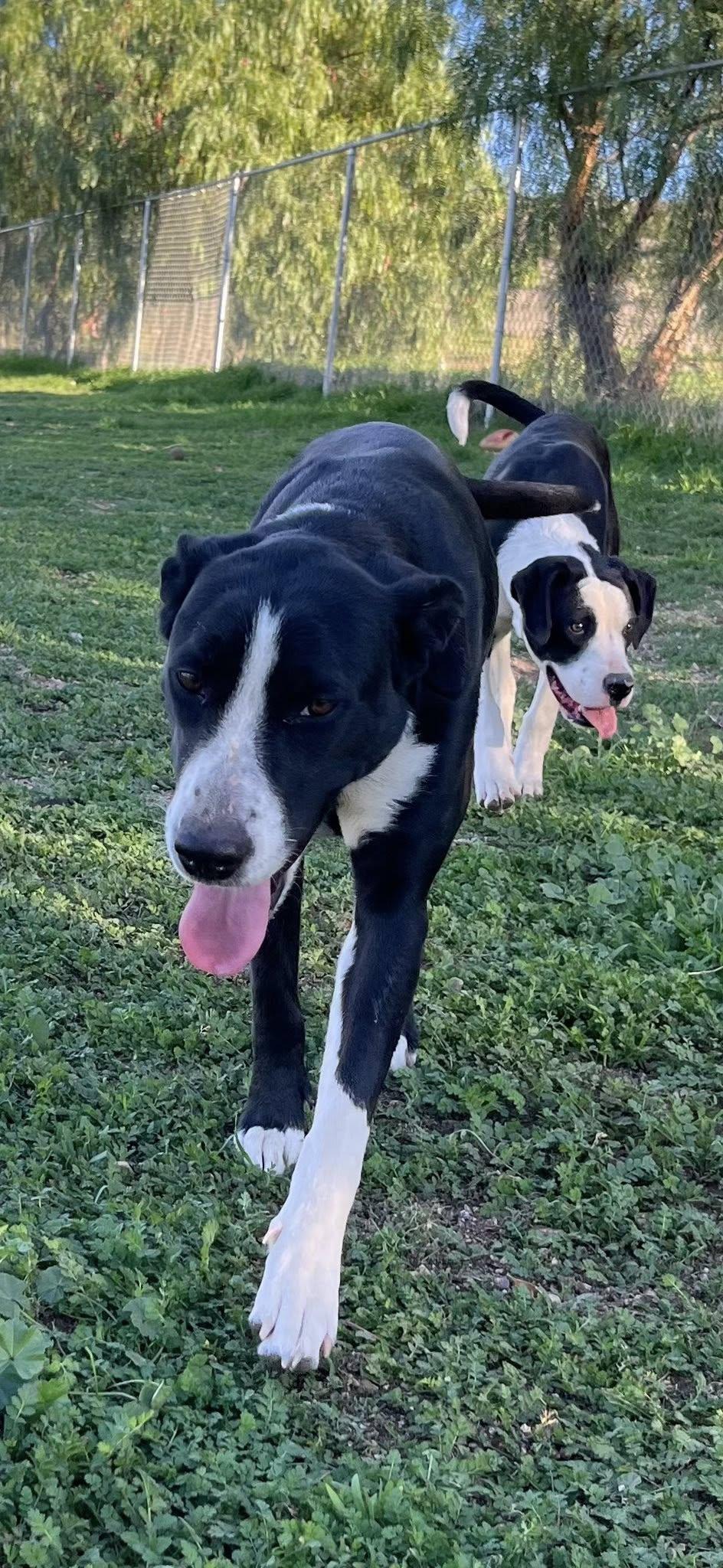 Jayda, a ADOPTABLE mixed breed in Agua Dulce, CA image 3/3