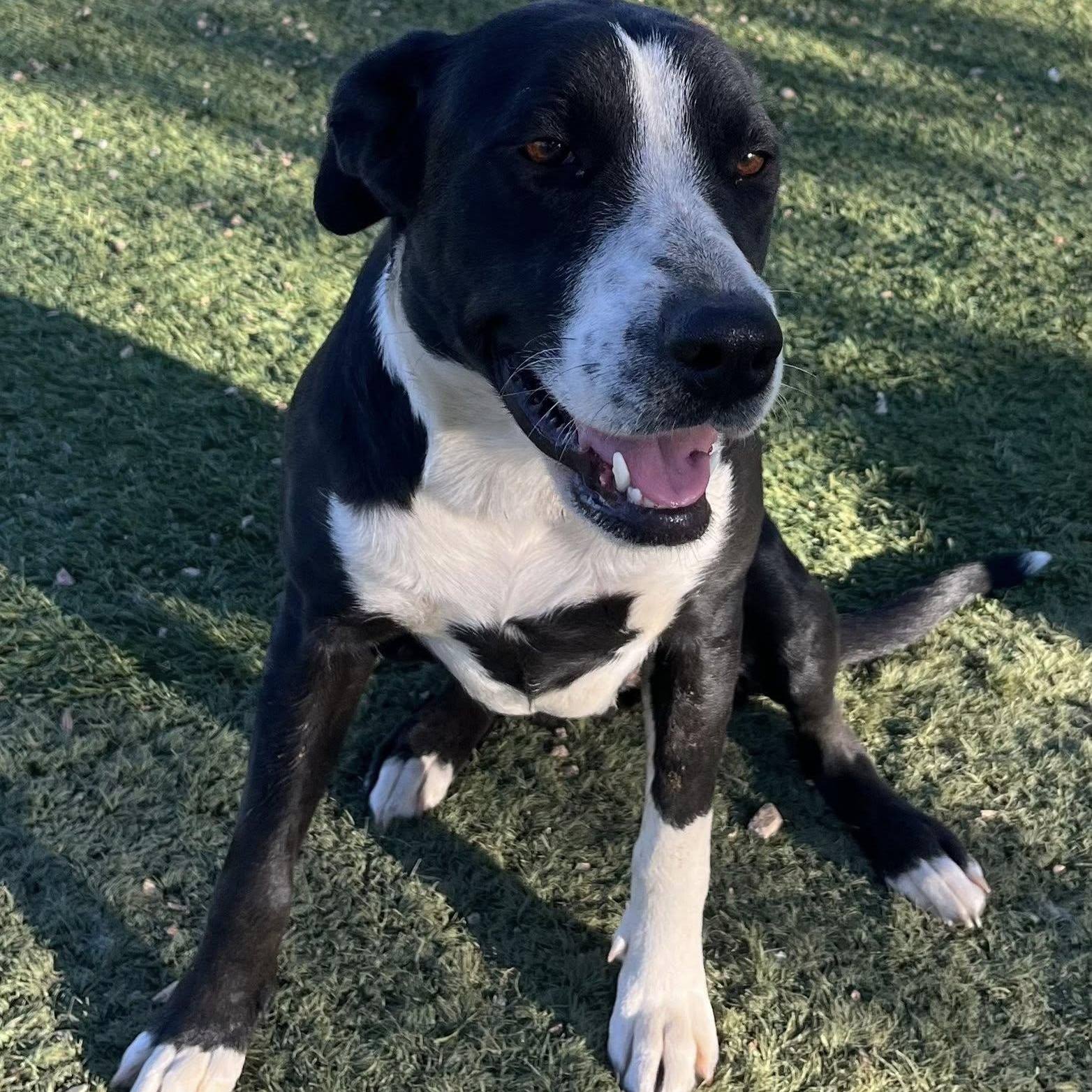 Jayda, a ADOPTABLE mixed breed in Agua Dulce, CA image 1/3