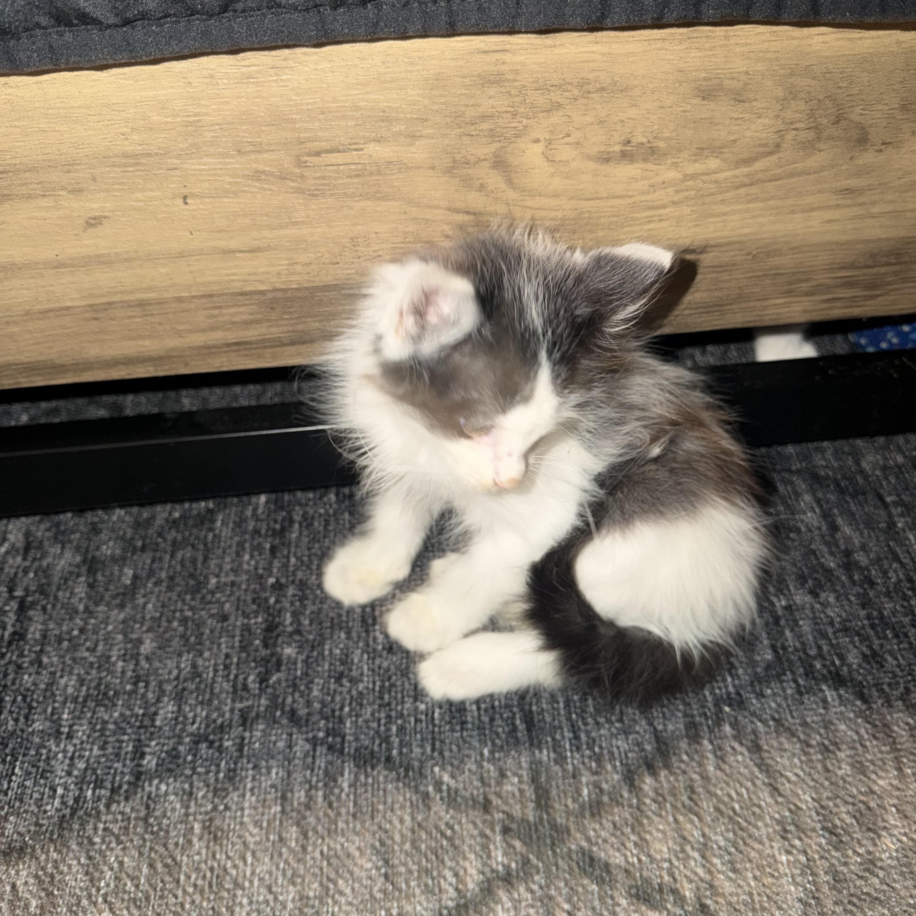 Azeala, a Adoptable Domestic Medium Hair in Charlotte, NC image 3/5