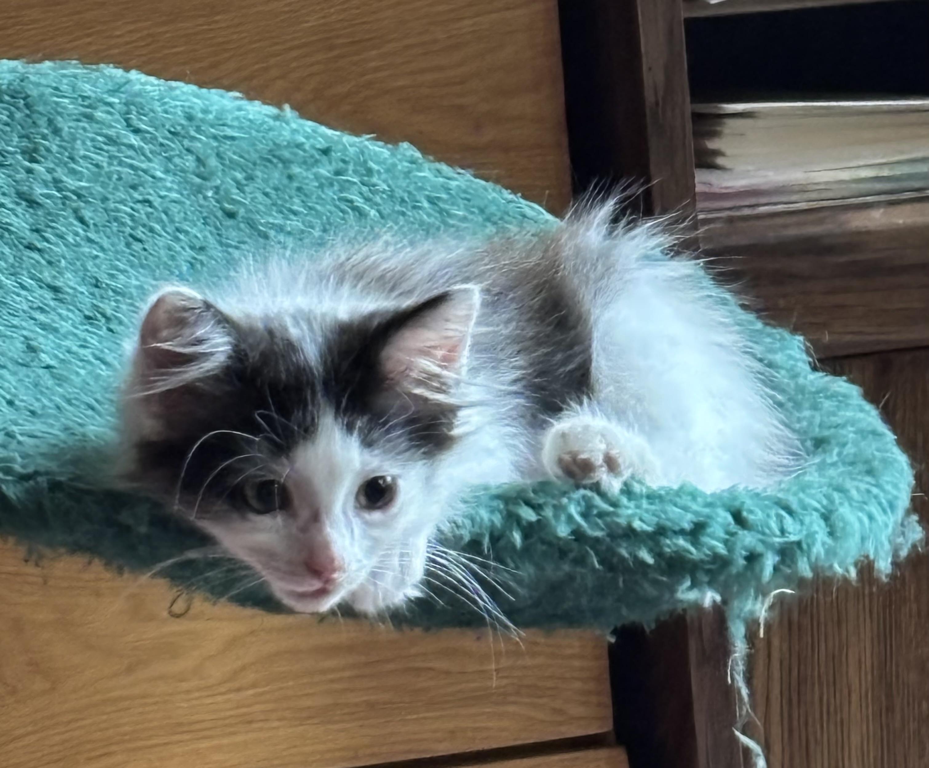 Azeala, Adoptable, Kitten Female Domestic Medium Hair.