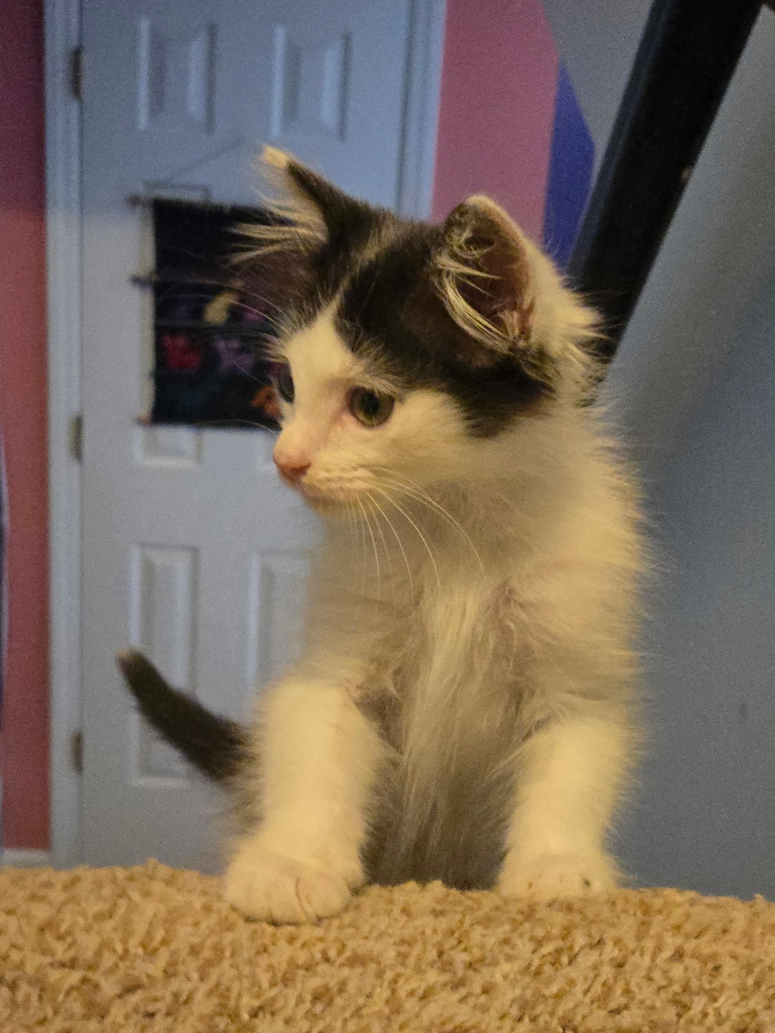 Azeala, a Adoptable Domestic Medium Hair in Charlotte, NC image 5/5