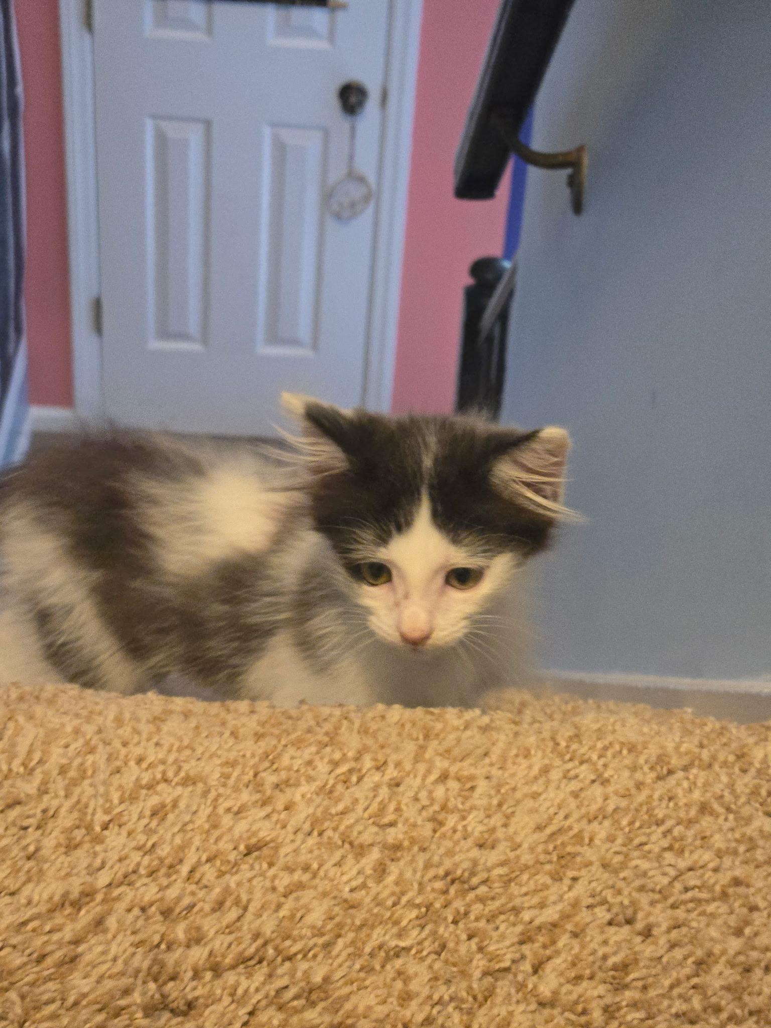 Azeala, a Adoptable Domestic Medium Hair in Charlotte, NC image 4/5