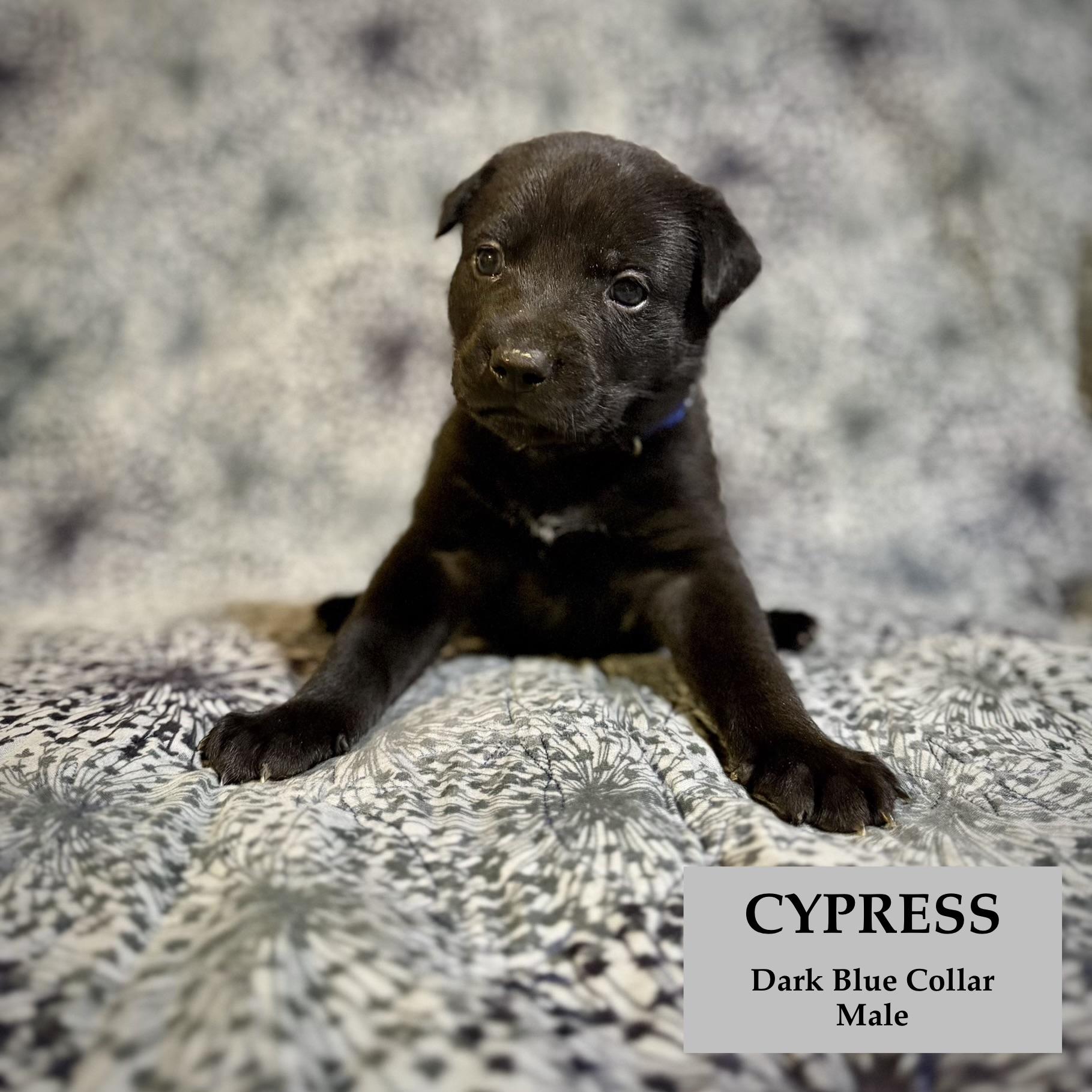 Cypress, ADOPTABLE, Puppy Male German Shepherd Dog.