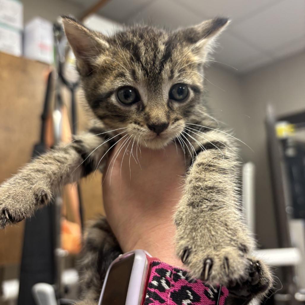 Plunger, a Adoptable Domestic Short Hair in Hinesville, GA image 2/2