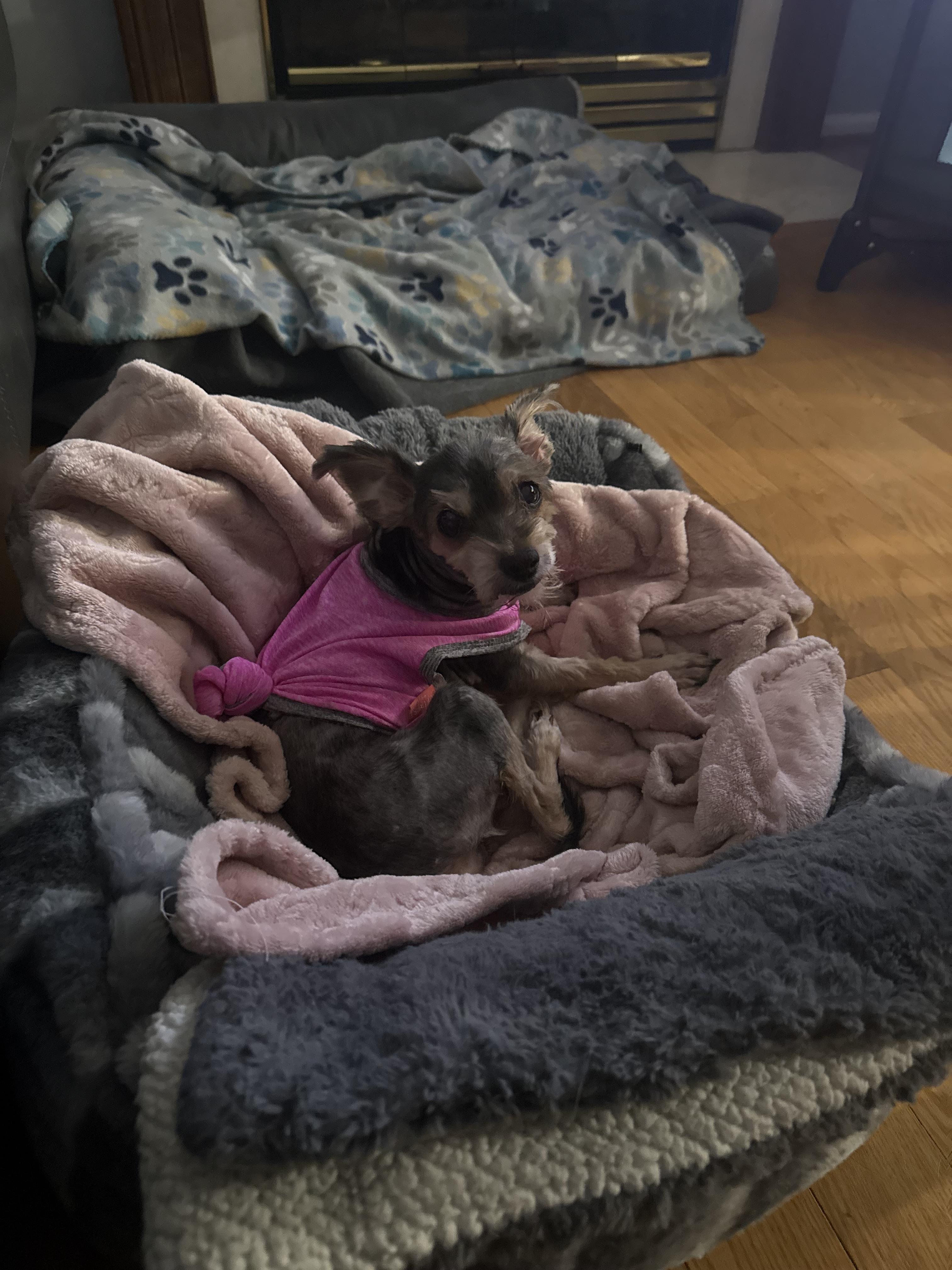 Carmela, an adoptable Havanese, Chihuahua in Wilmington, DE, 19899 | Photo Image 5