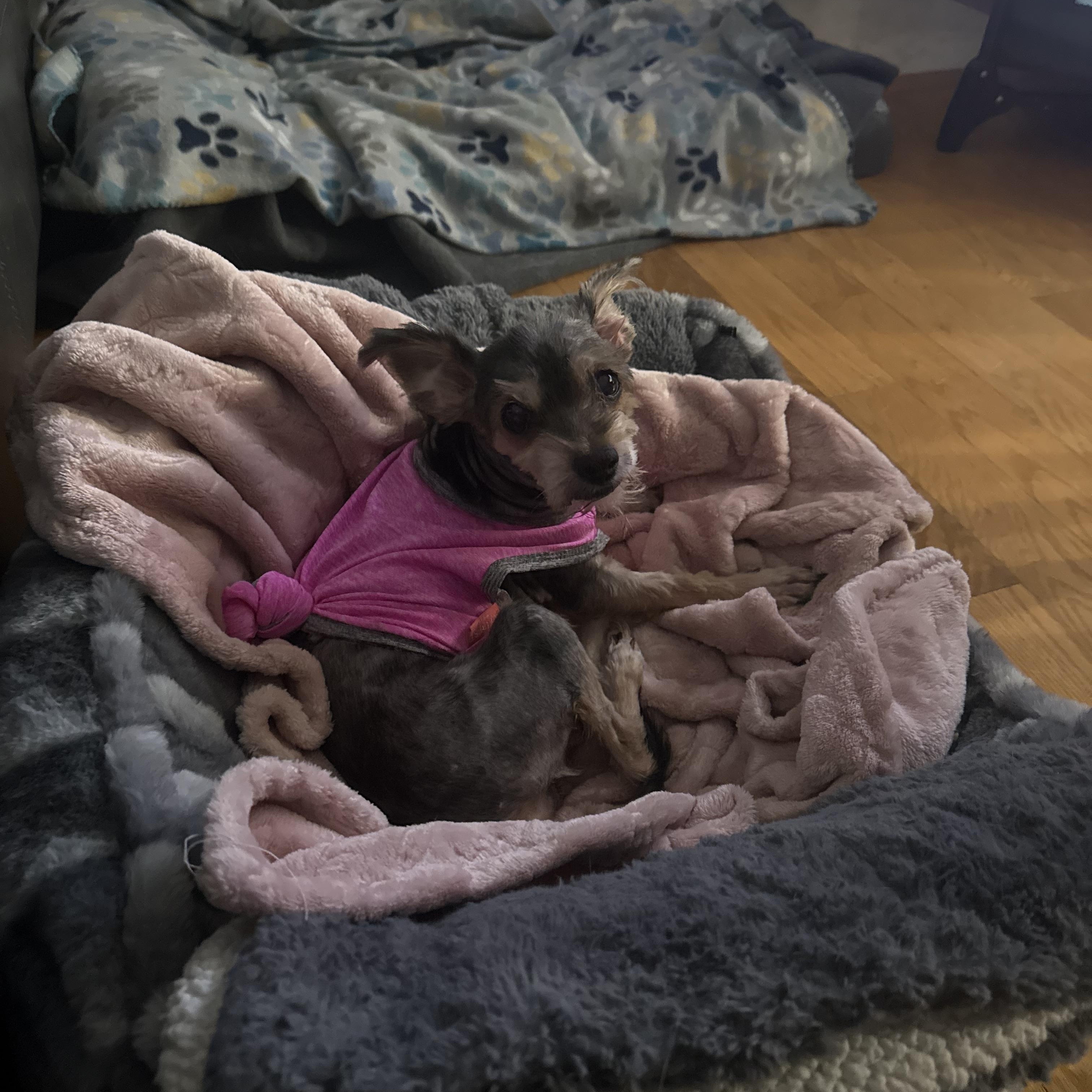 Enlarge Carmela, a Adoptable mixed breed in Wilmington, DE image 4/6