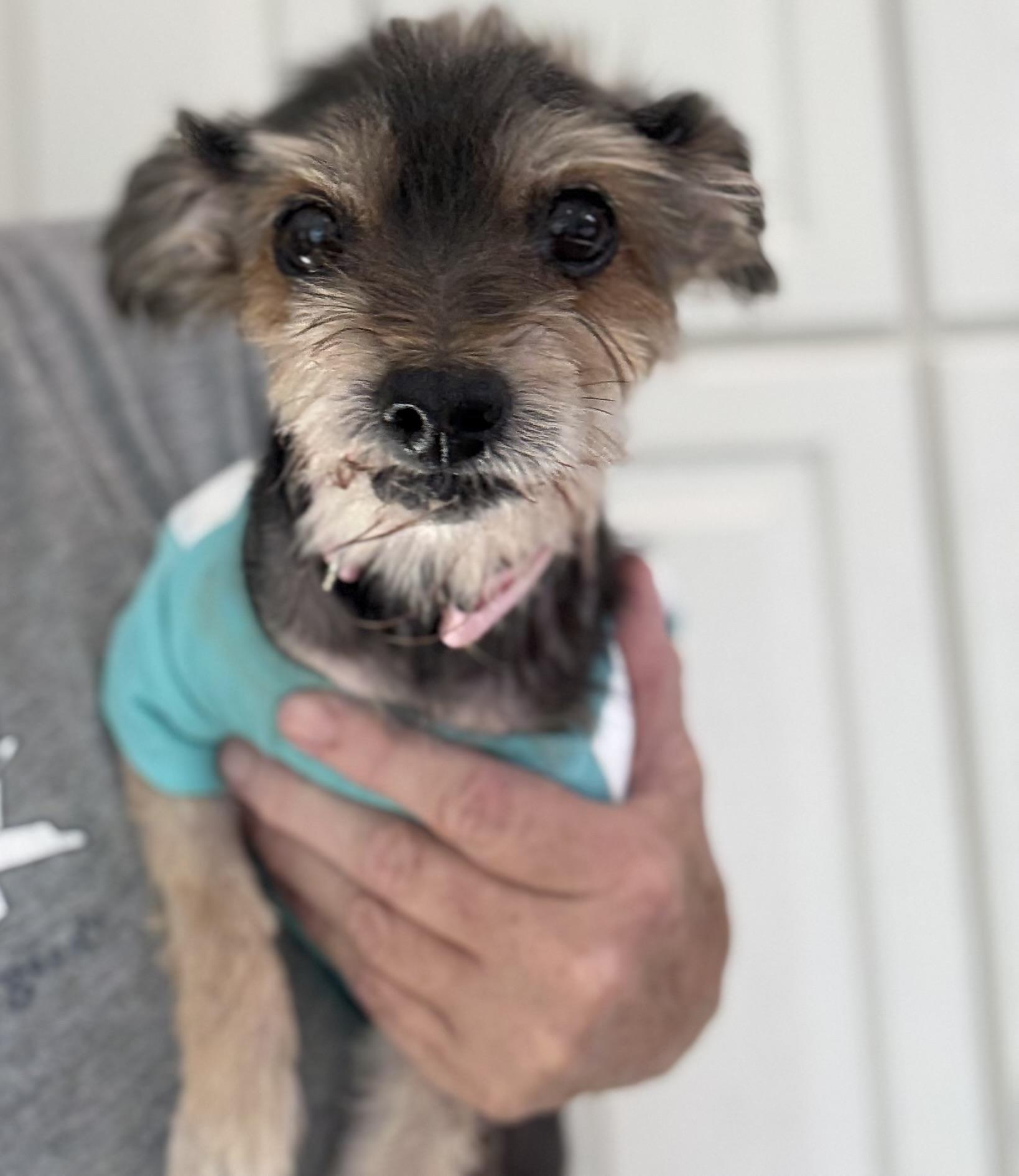 Enlarge Carmela, a Adoptable mixed breed in Wilmington, DE image 5/6