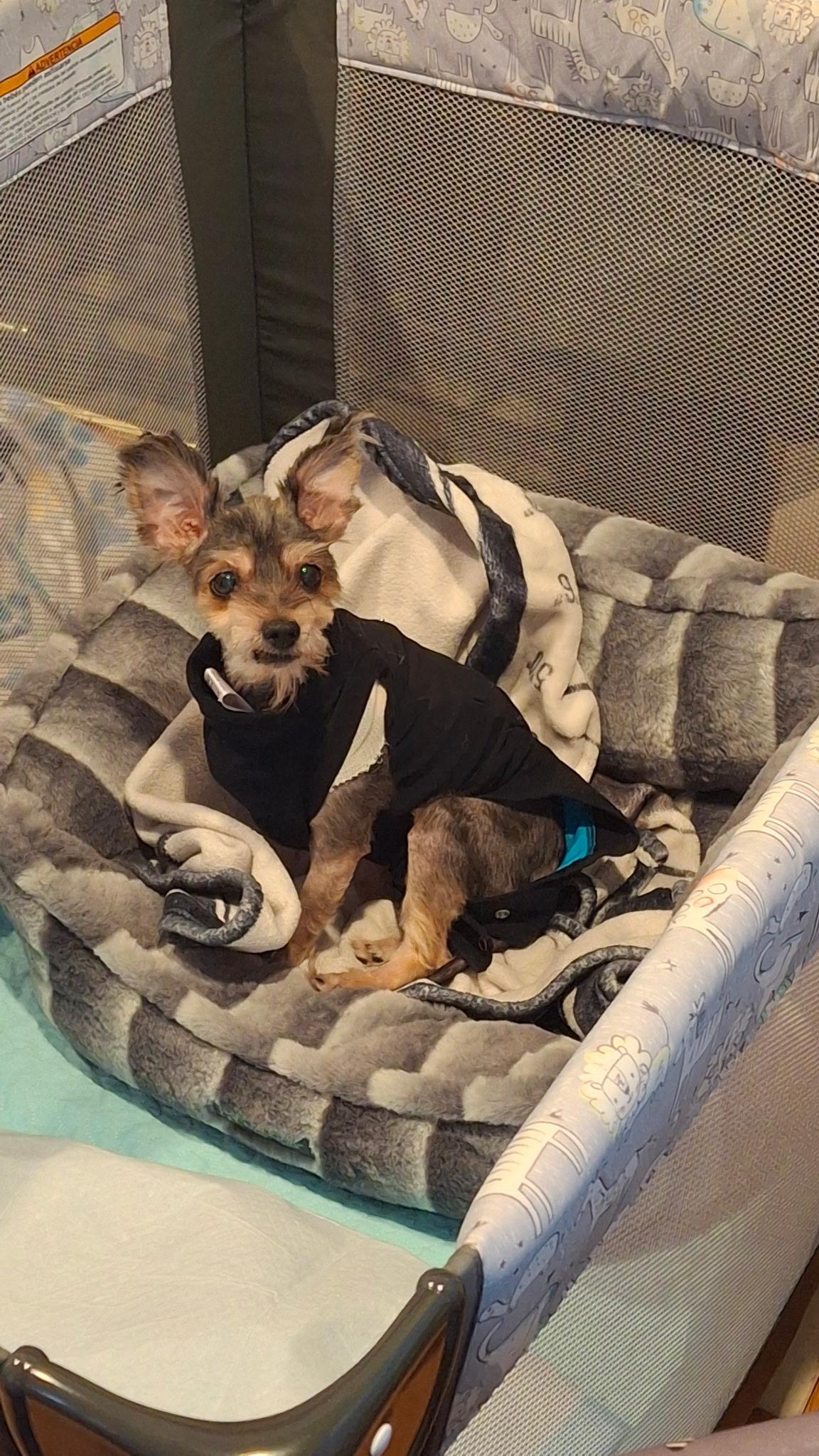 Carmela, an adoptable Havanese, Chihuahua in Wilmington, DE, 19899 | Photo Image 1