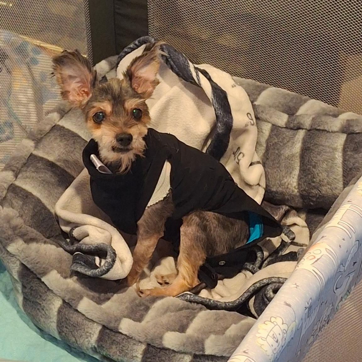 Enlarge Carmela, a Adoptable mixed breed in Wilmington, DE image 2/6