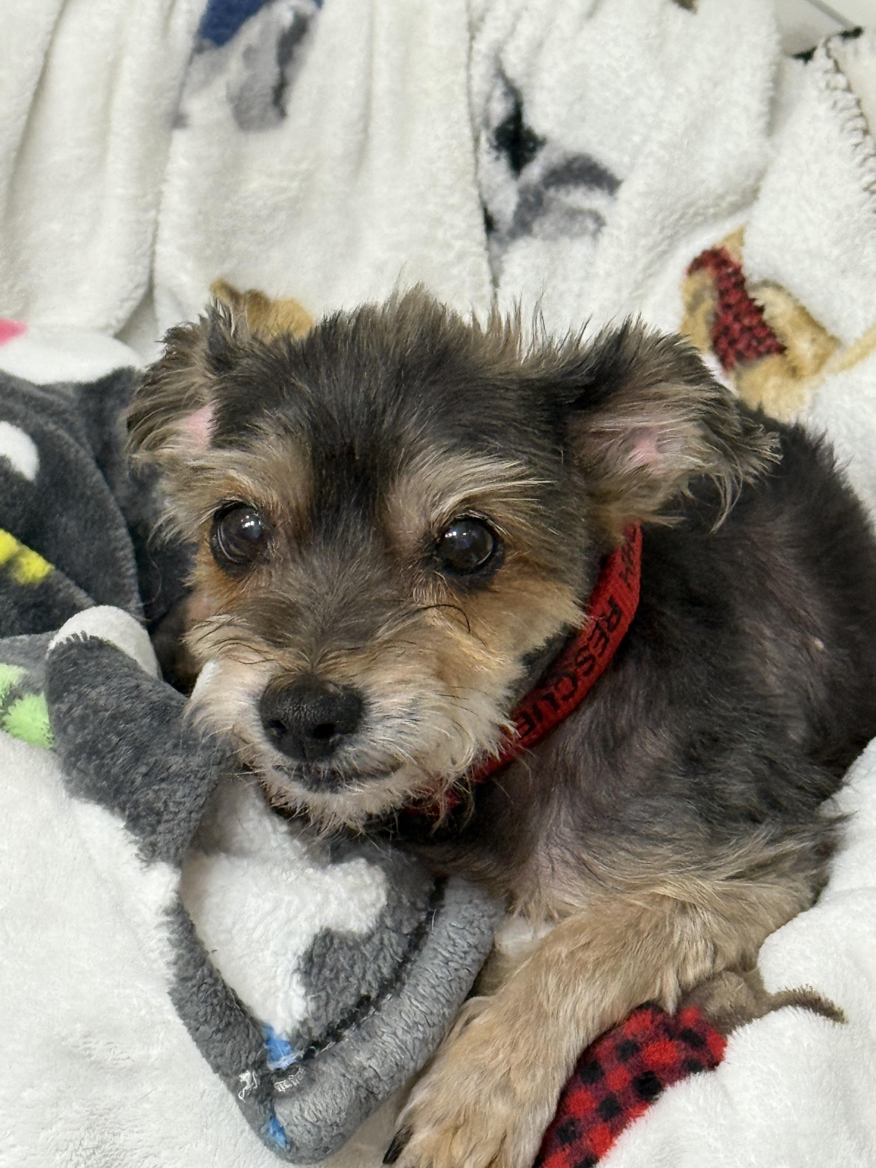 Carmela, an adoptable Havanese, Chihuahua in Wilmington, DE, 19899 | Photo Image 4