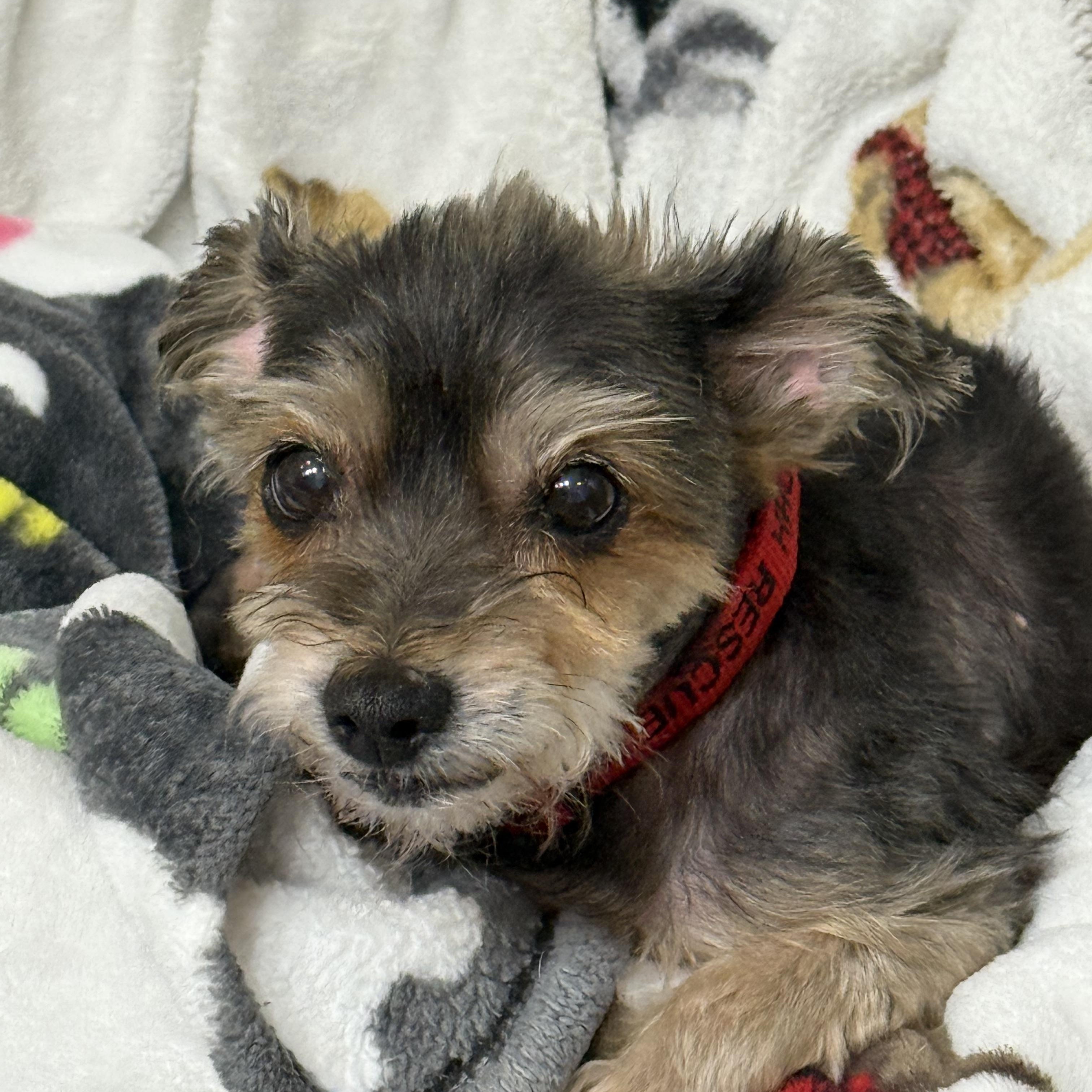 Enlarge Carmela, a Adoptable mixed breed in Wilmington, DE image 3/6