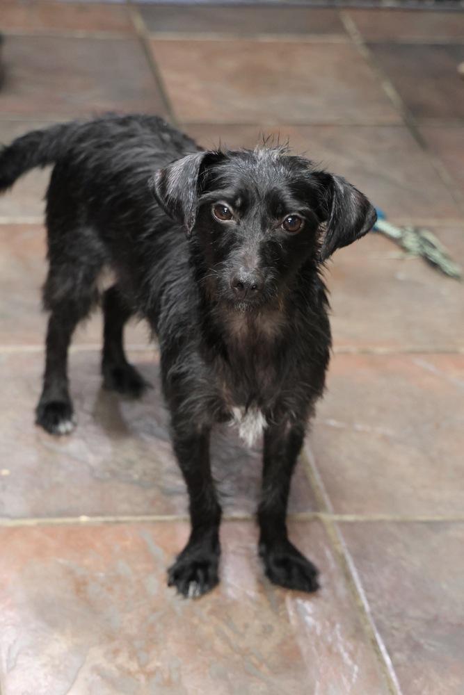 Bri, Adoptable, Young Female Chihuahua & Terrier.