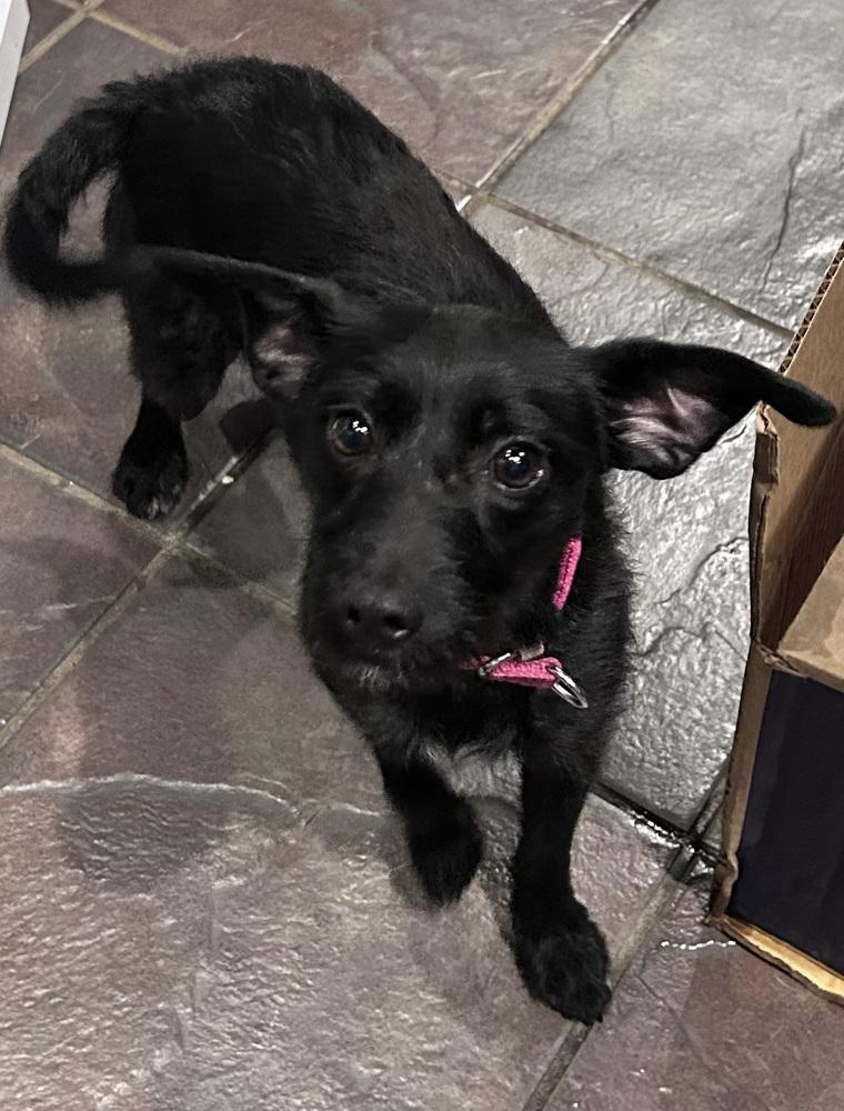 Bri, a Adoptable mixed breed in TUCSON, AZ image 2/6