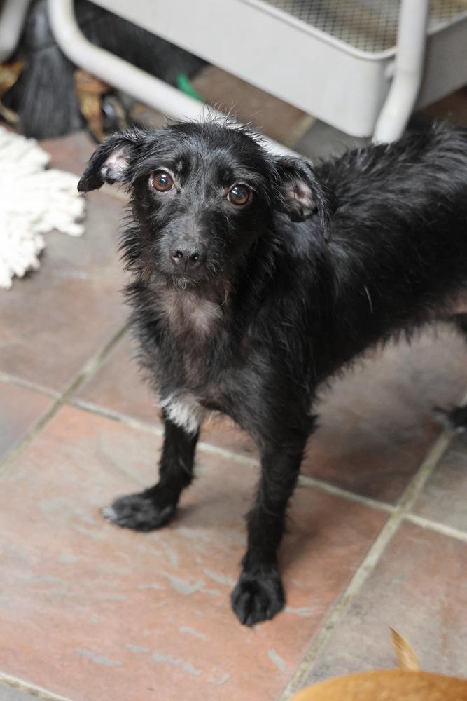 Bri, a Adoptable mixed breed in TUCSON, AZ image 3/6