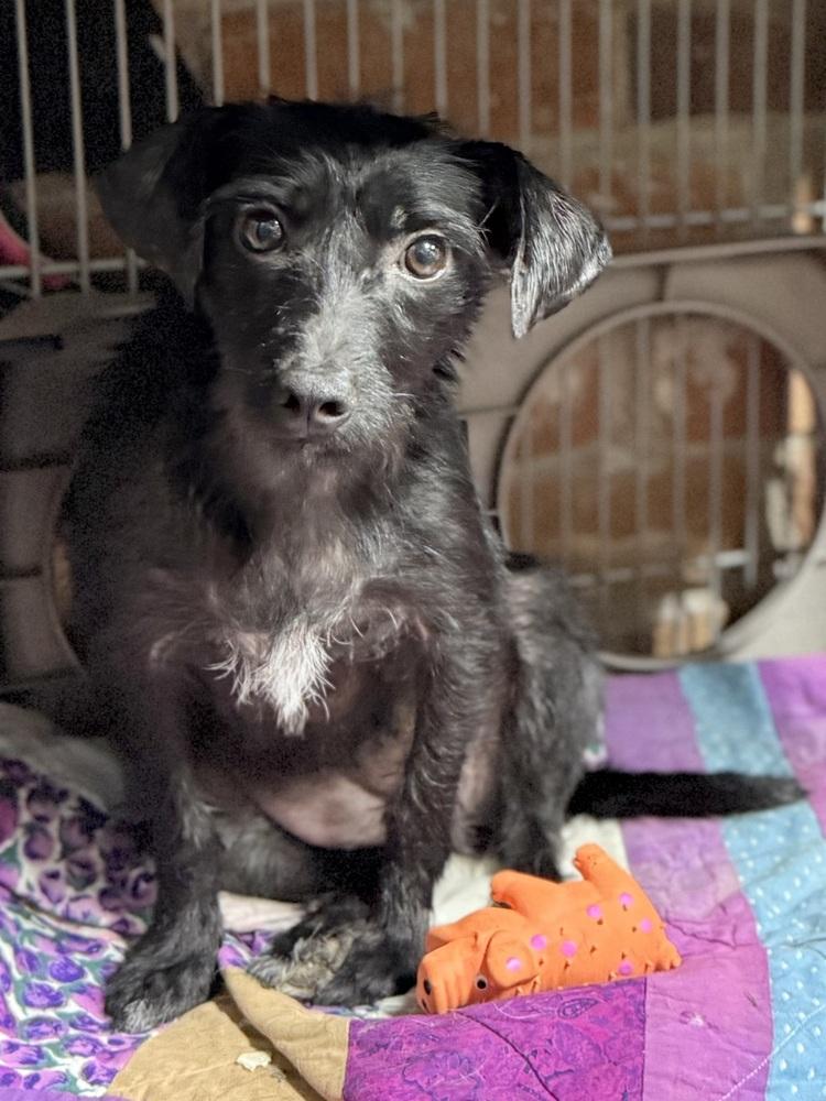 Bri, a Adoptable mixed breed in TUCSON, AZ image 4/6