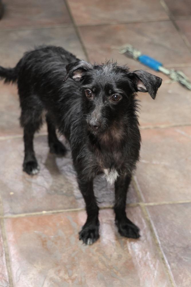 Bri, a Adoptable mixed breed in TUCSON, AZ image 5/6