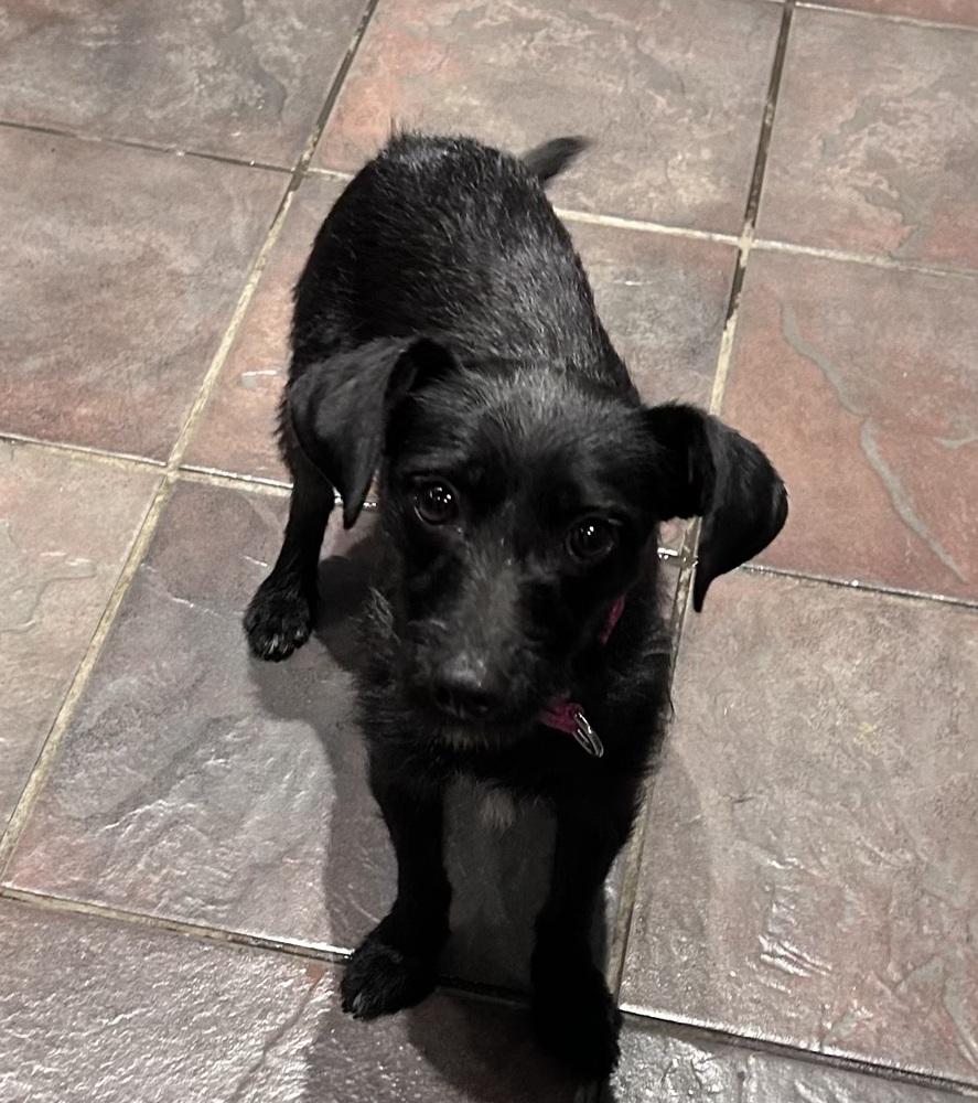 Bri, a Adoptable mixed breed in TUCSON, AZ image 6/6