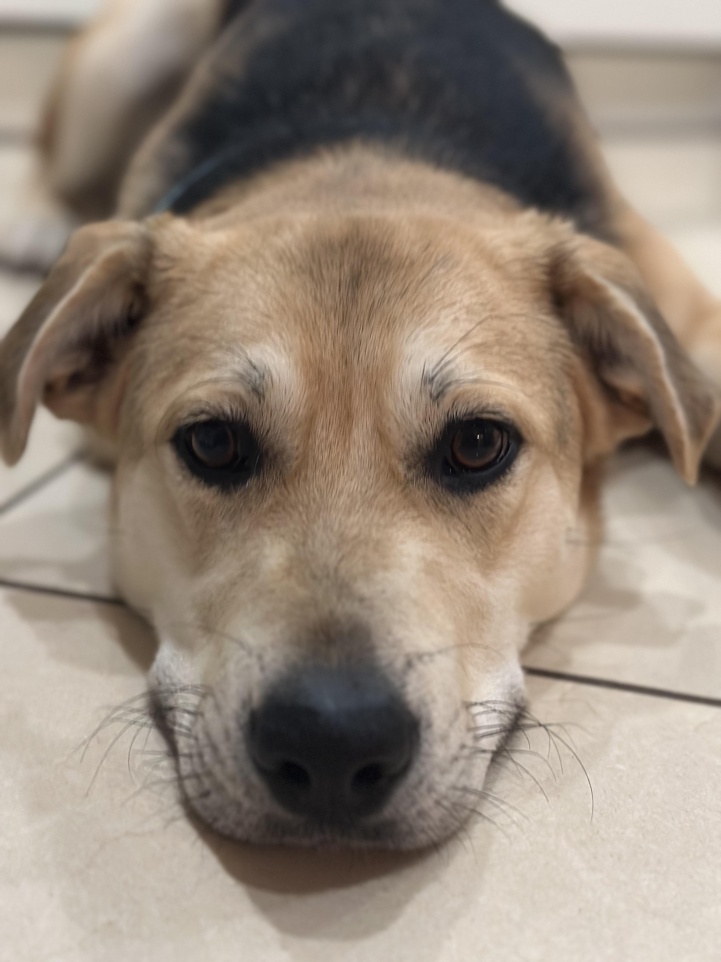 Enlarge Biscuit, a Adoptable mixed breed in Thornhill, ON image 2/4