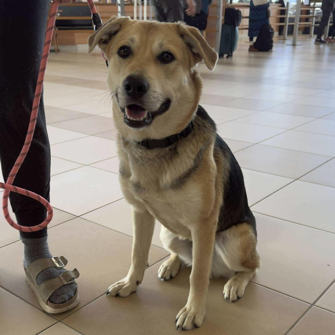 Biscuit, Adoptable, Puppy Male Shepherd.