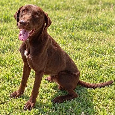 Maverick, Adoptable, Adult Male Labrador Retriever.