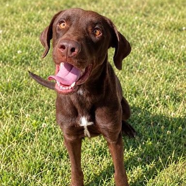 Enlarge Maverick, a Adoptable mixed breed in Danbury, CT image 2/2
