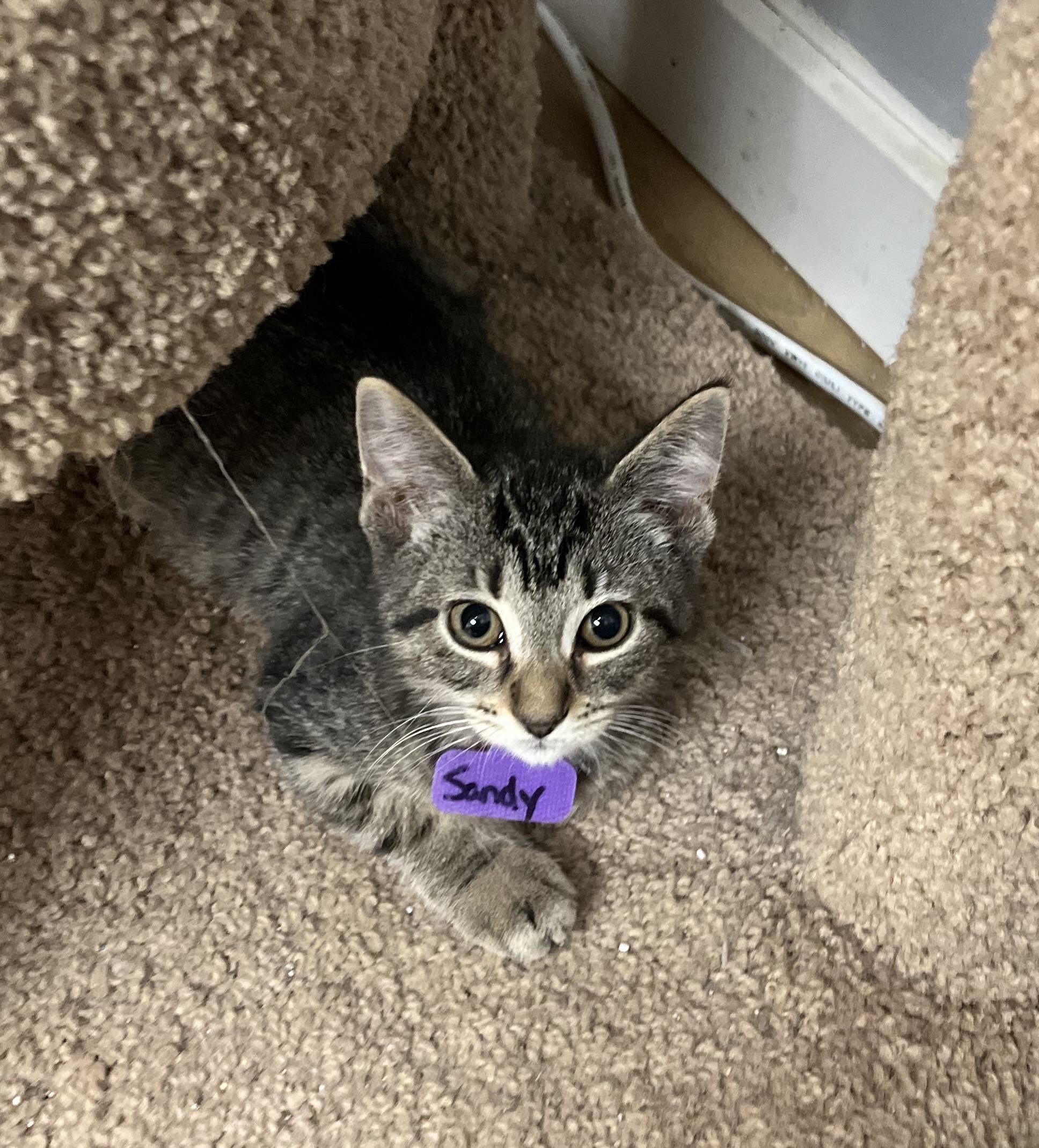 Sandy, Adoptable, Kitten Female Domestic Short Hair.