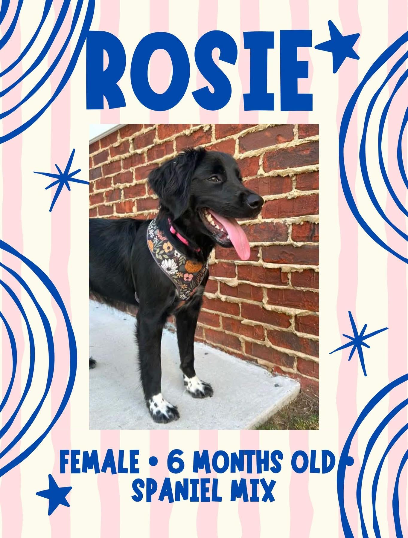 Rosie, adopted, Young Female Spaniel.