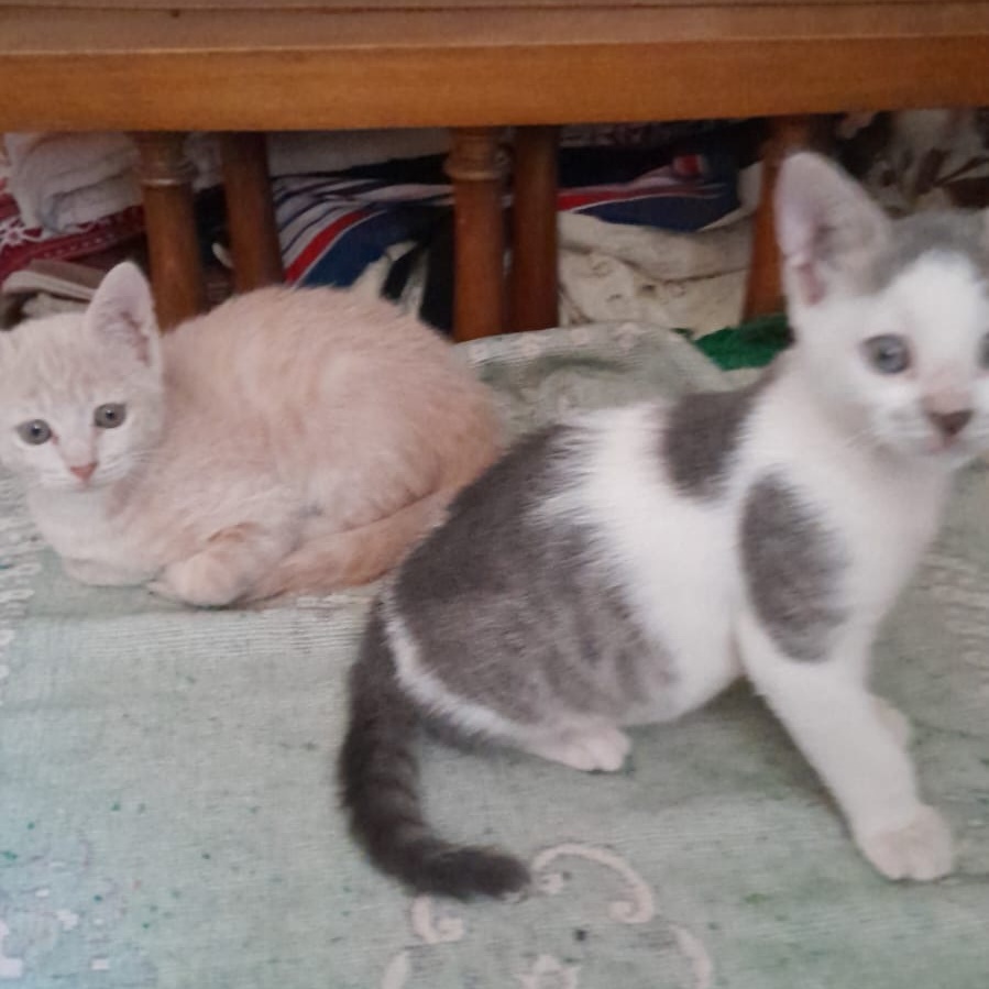 Enlarge Mila, a Adoptable mixed breed in Brampton, ON image 6/6