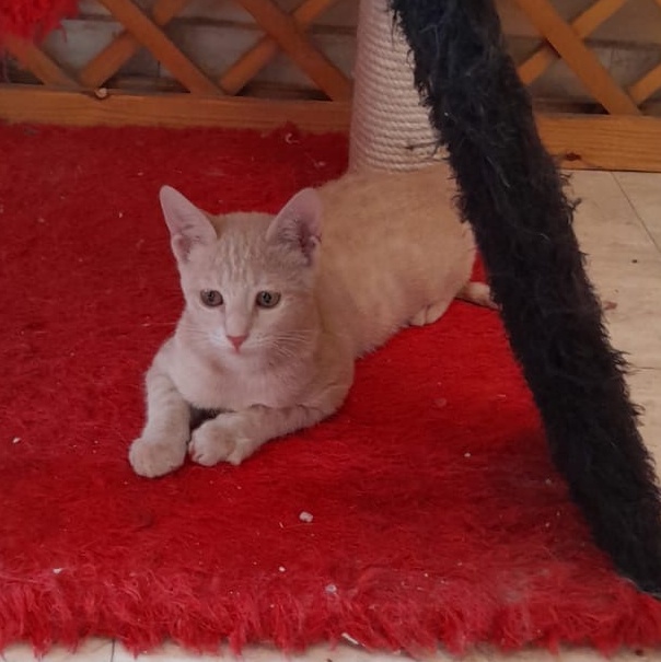 Enlarge Mila, a Adoptable mixed breed in Brampton, ON image 3/6