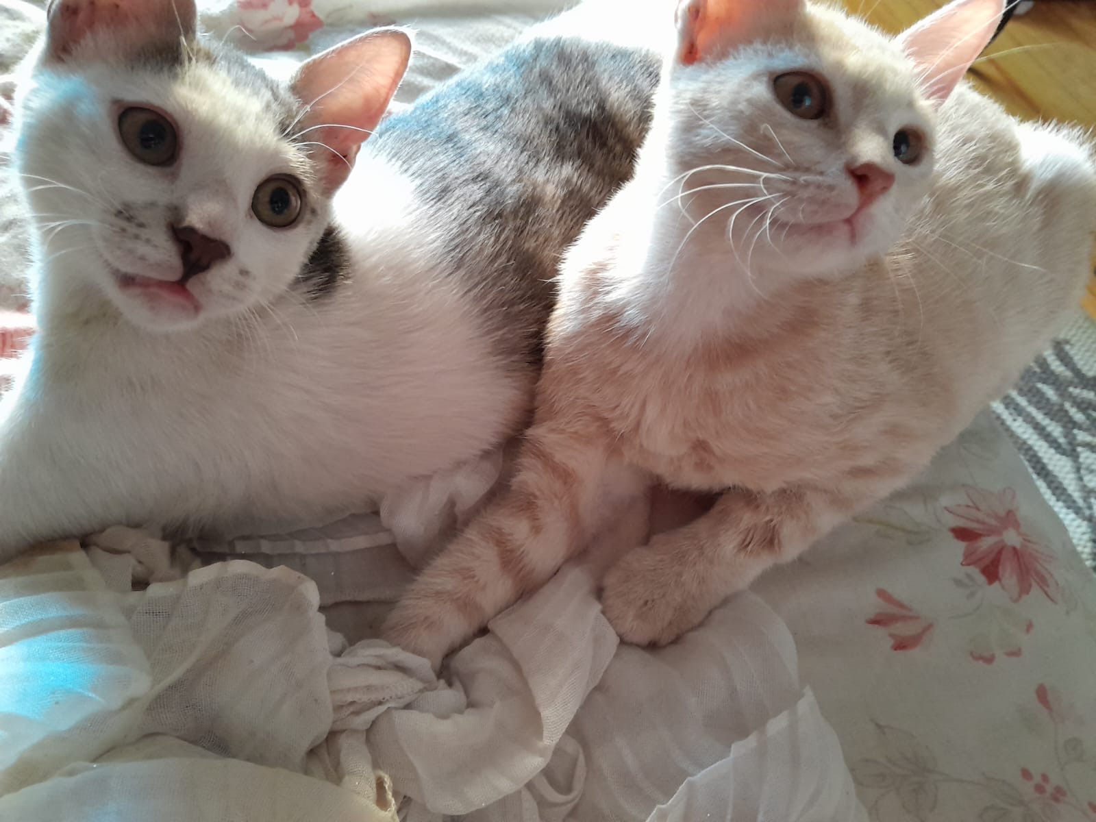 Enlarge Mila, a Adoptable mixed breed in Brampton, ON image 5/6