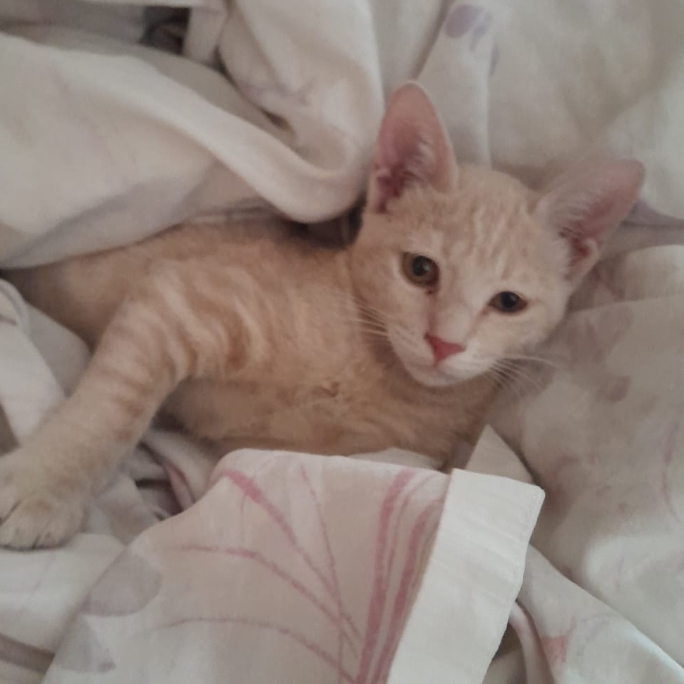 Enlarge Mila, a Adoptable mixed breed in Brampton, ON image 2/6