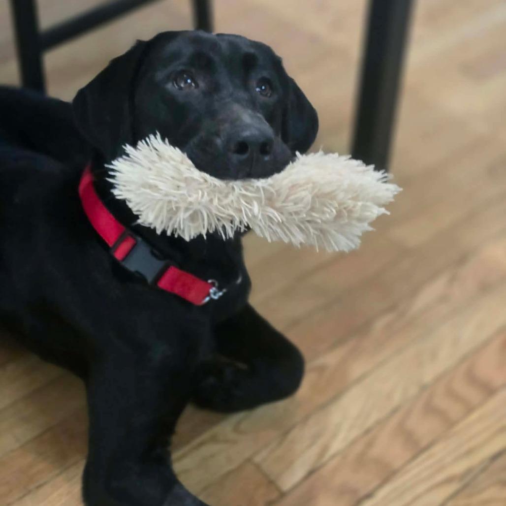 Enlarge Sailor, a Adoptable Black Labrador Retriever in Jarrettsville, MD image 1/5