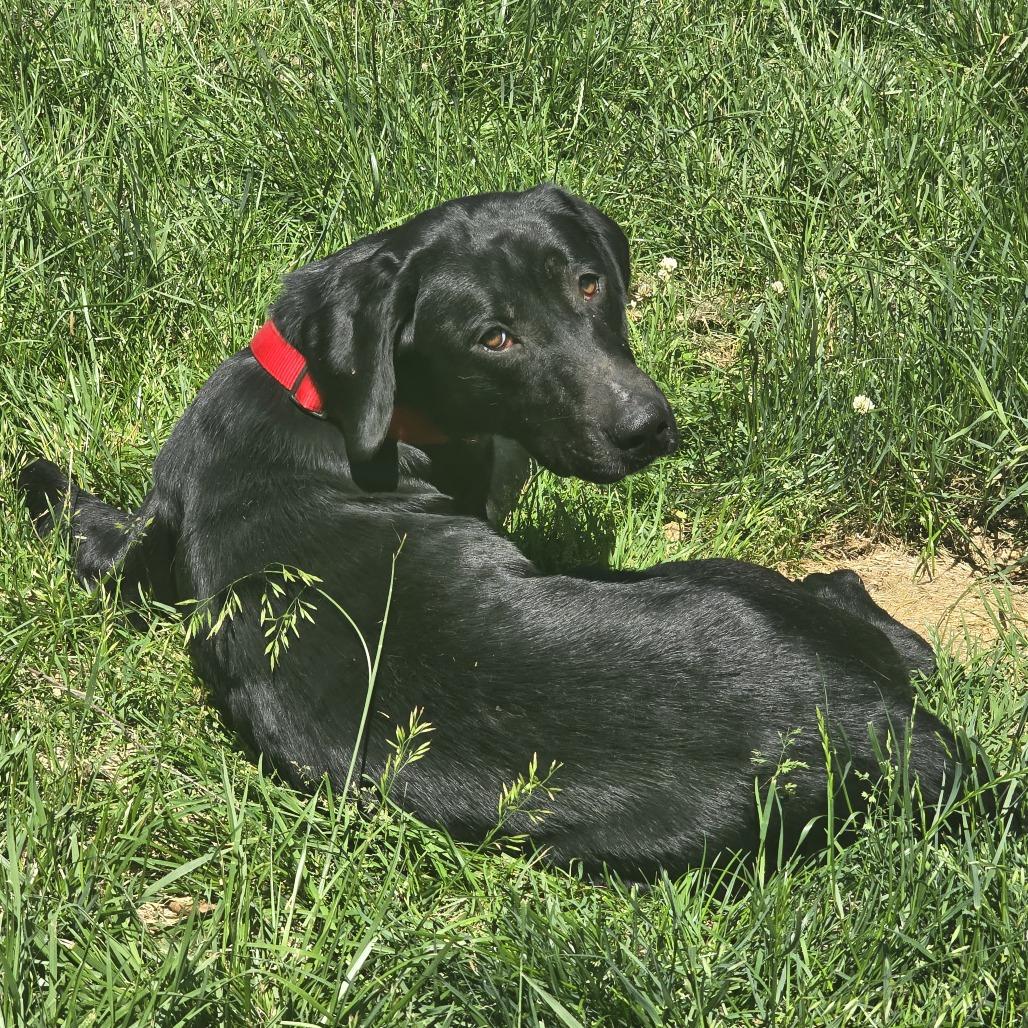 Enlarge Sailor, a Adoptable Black Labrador Retriever in Jarrettsville, MD image 4/5
