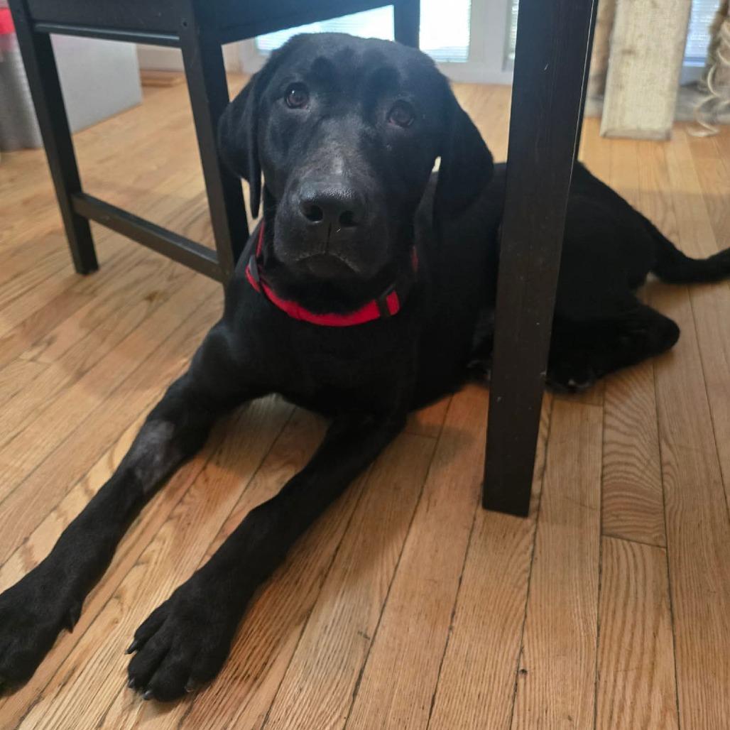 Enlarge Sailor, a Adoptable Black Labrador Retriever in Jarrettsville, MD image 5/5
