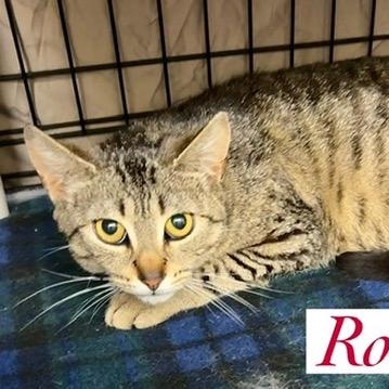 Enlarge Rose, a Adoptable Domestic Short Hair in Wantagh, NY image 1/1