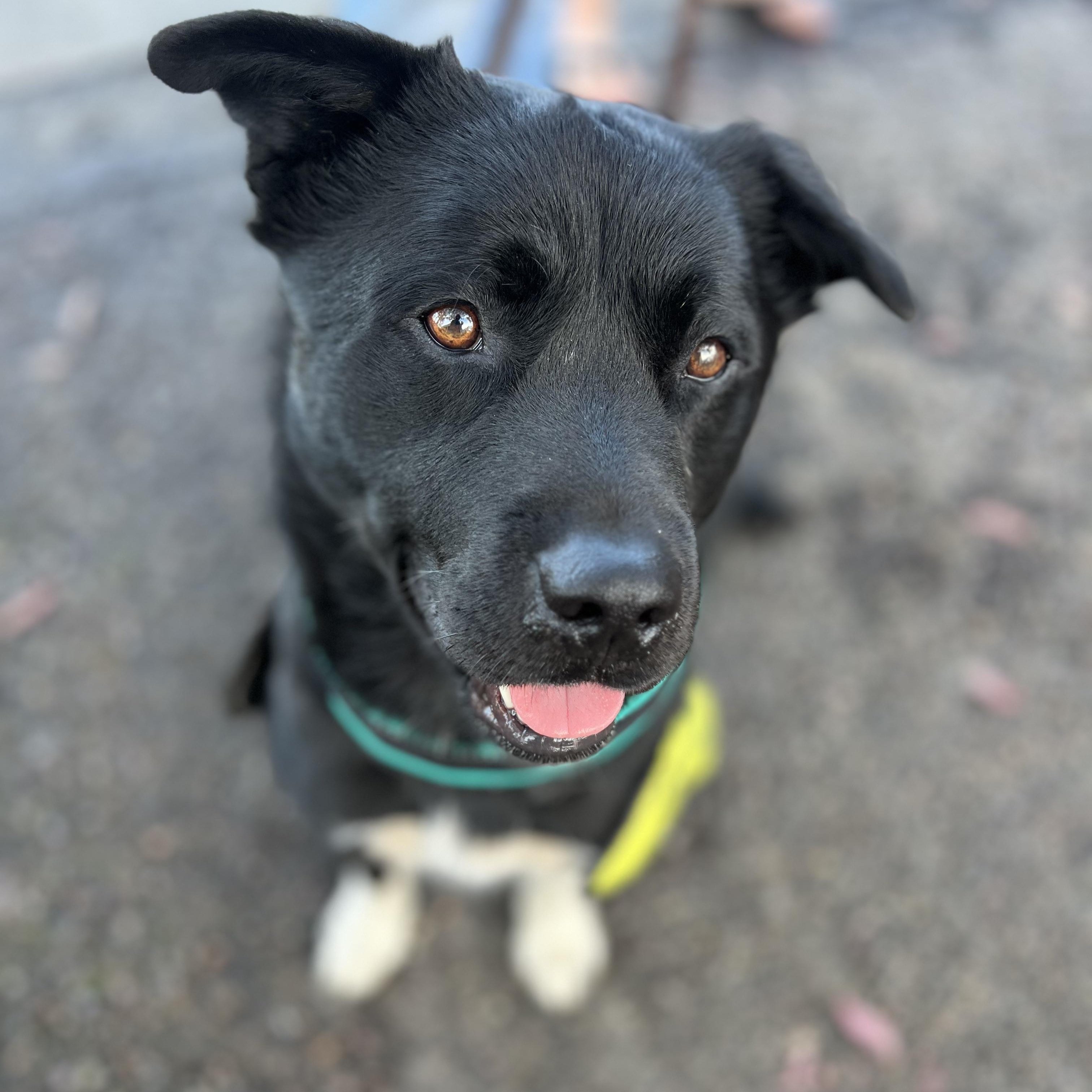 Lobo, adoptable, Young Male Australian Cattle Dog / Blue Heeler & Akita.