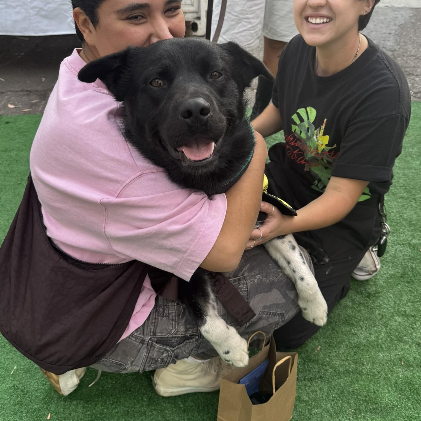 Enlarge Lobo, a Adoptable mixed breed in San Diego, CA image 2/6