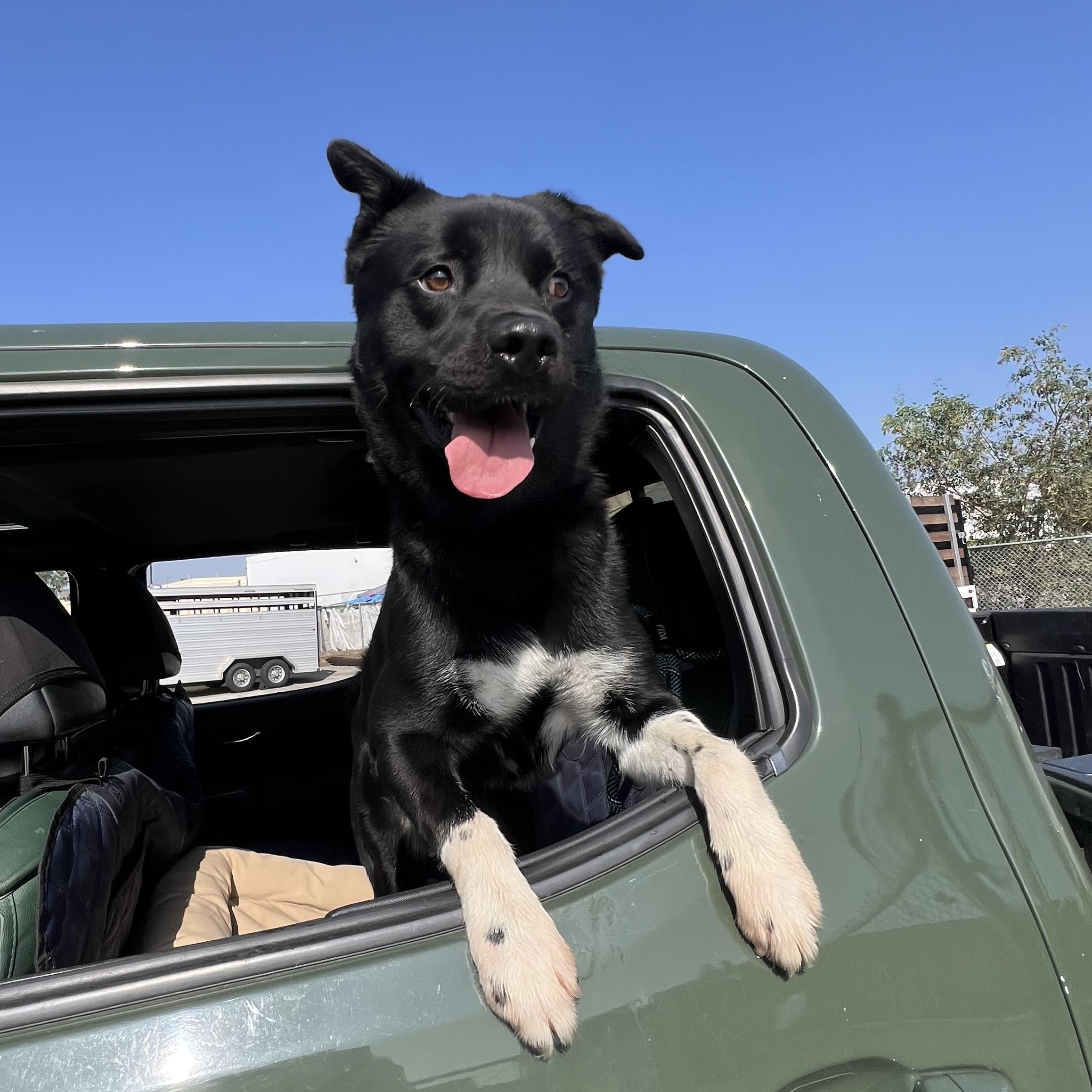 Lobo, a Adoptable mixed breed in San Diego, CA image 1/4
