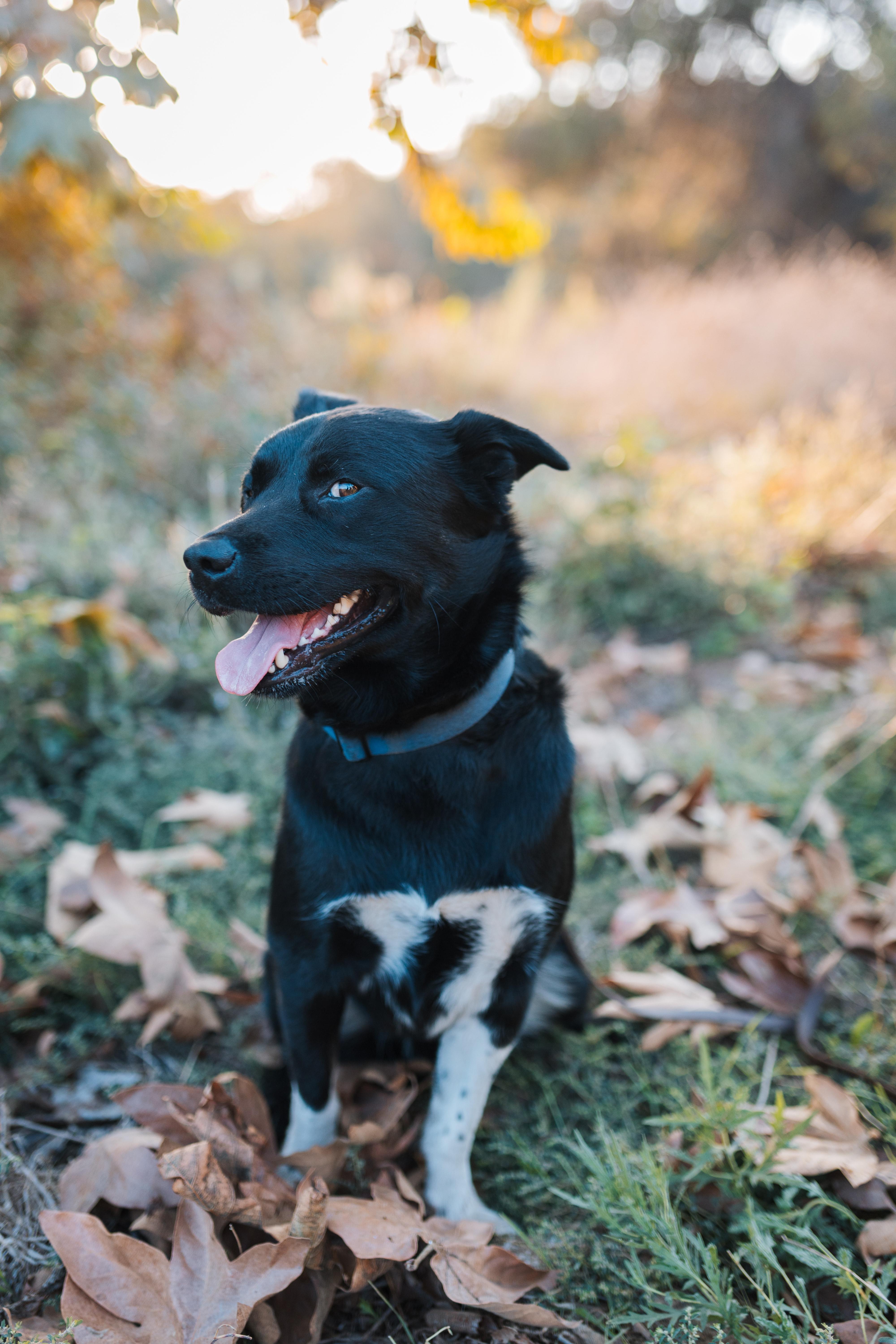 Enlarge Lobo, a Adoptable mixed breed in San Diego, CA image 5/6