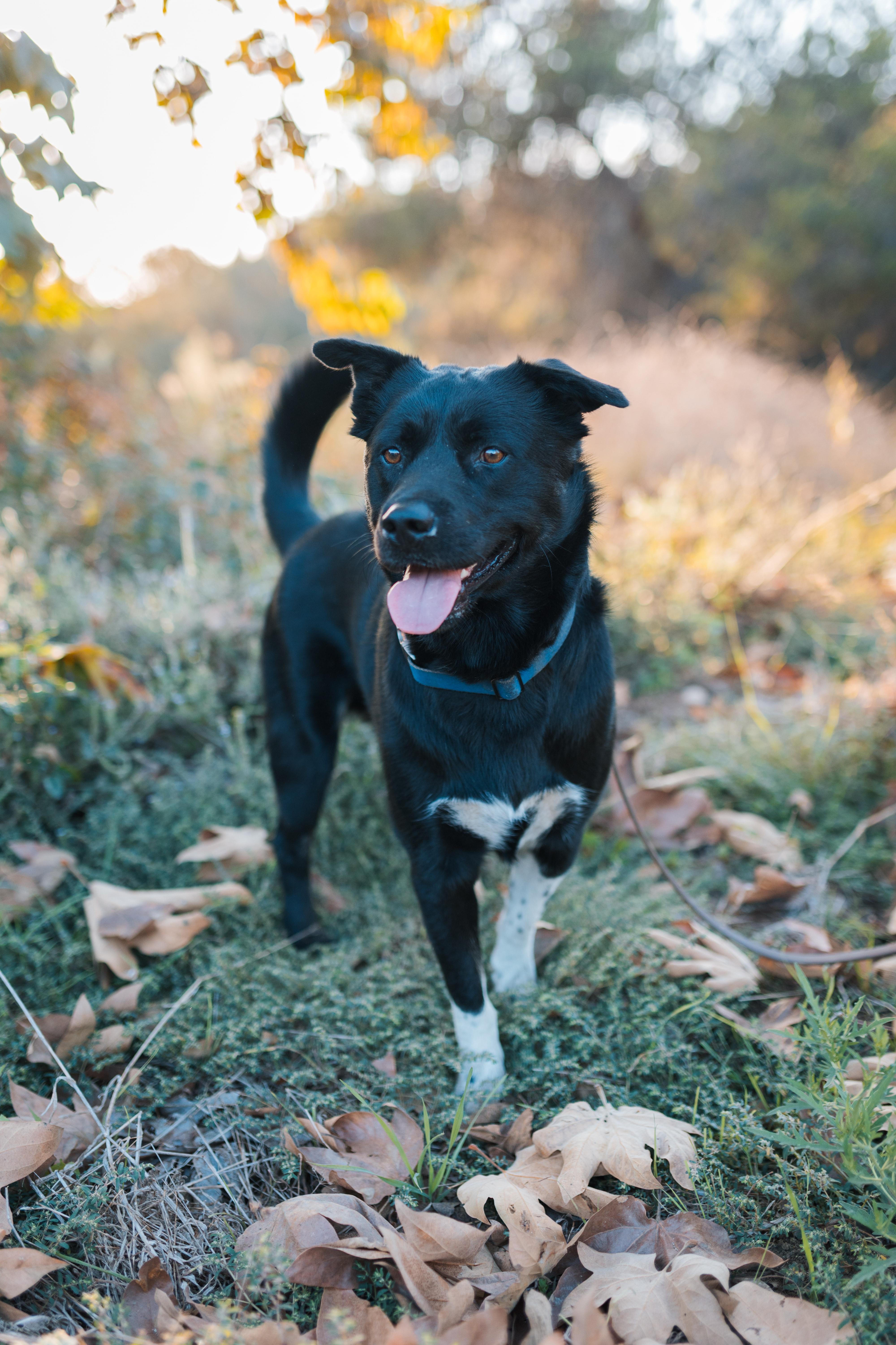 Enlarge Lobo, a Adoptable mixed breed in San Diego, CA image 4/6