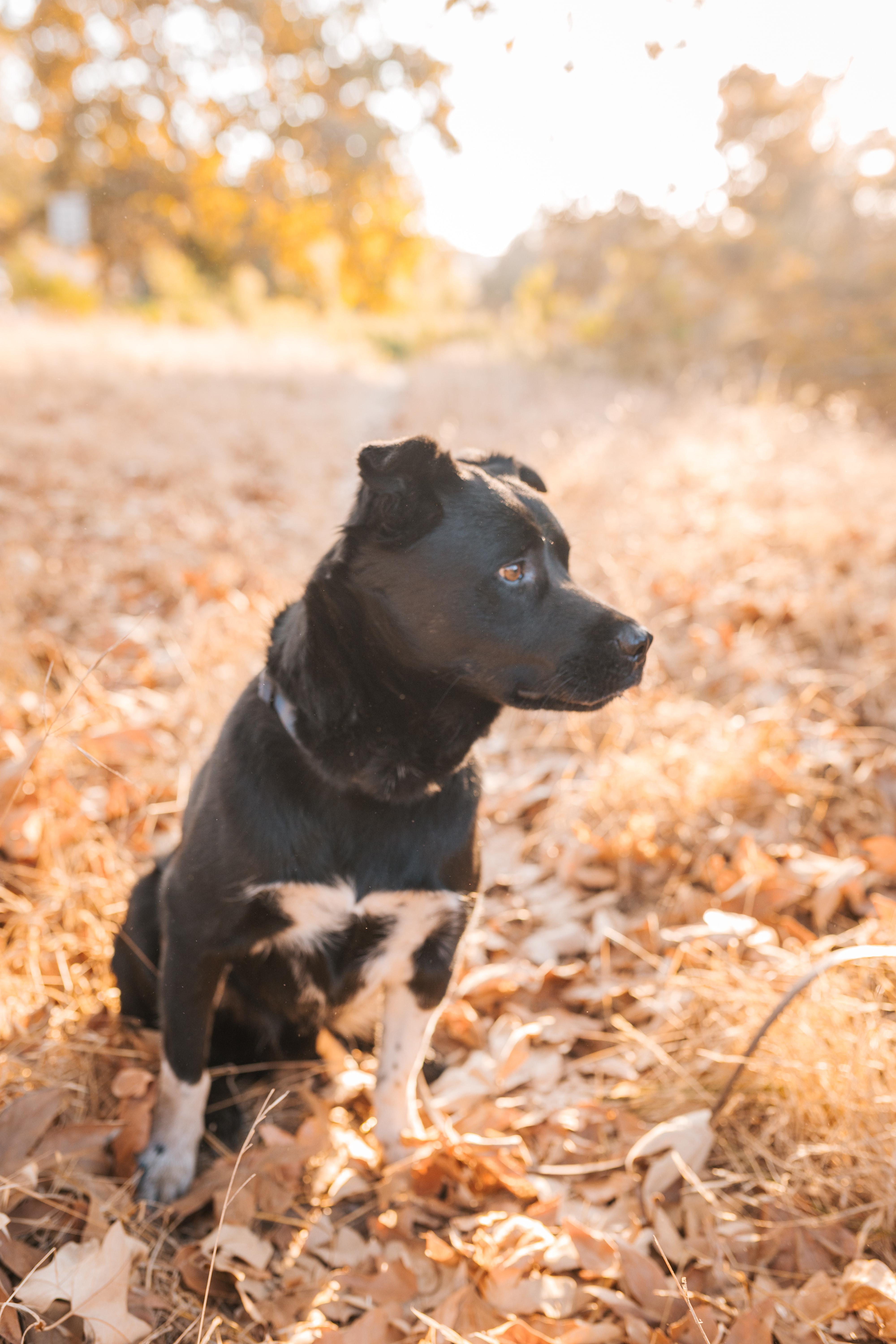 Enlarge Lobo, a Adoptable mixed breed in San Diego, CA image 2/6