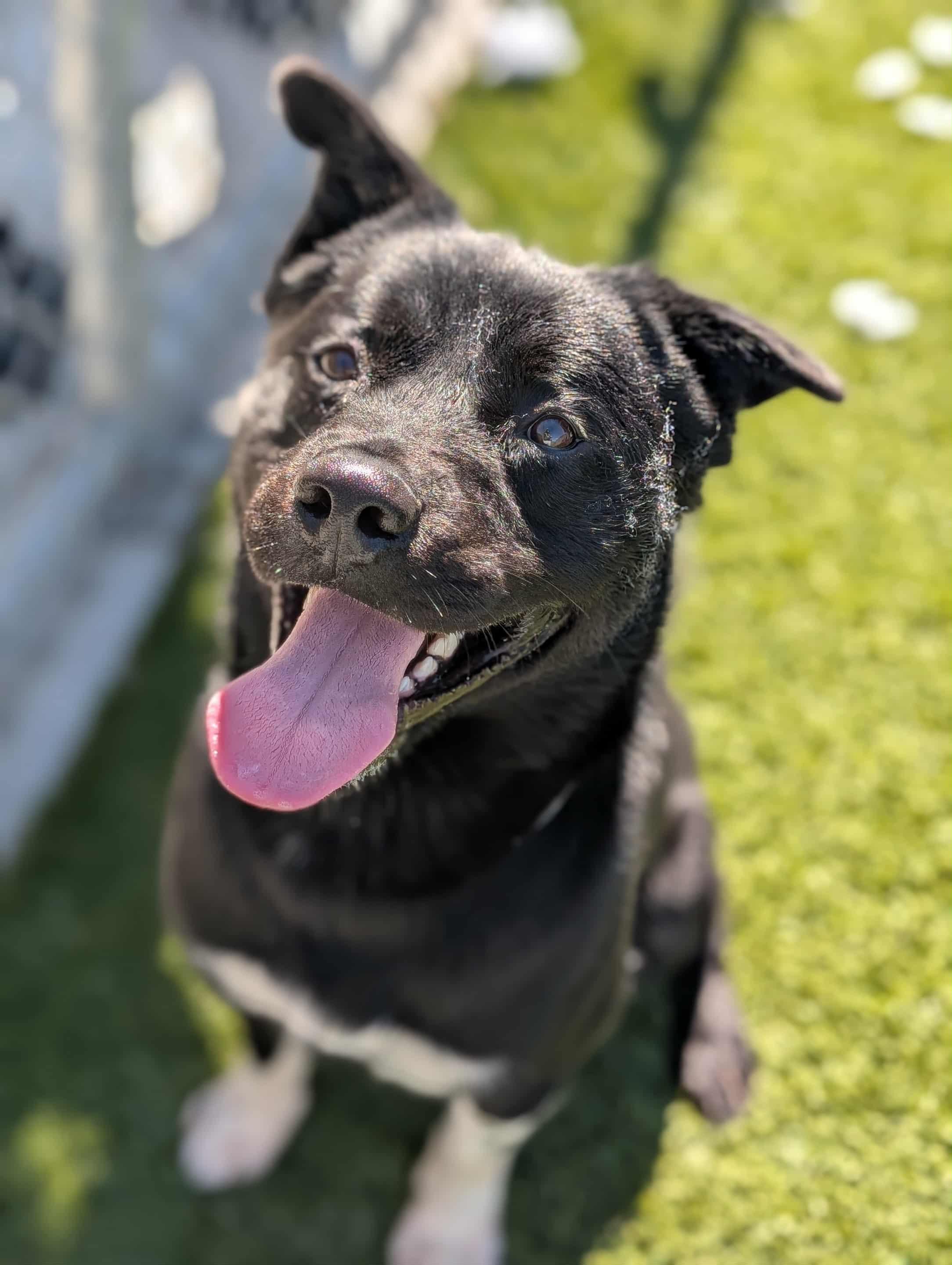 Lobo, a Adoptable mixed breed in San Diego, CA image 2/4