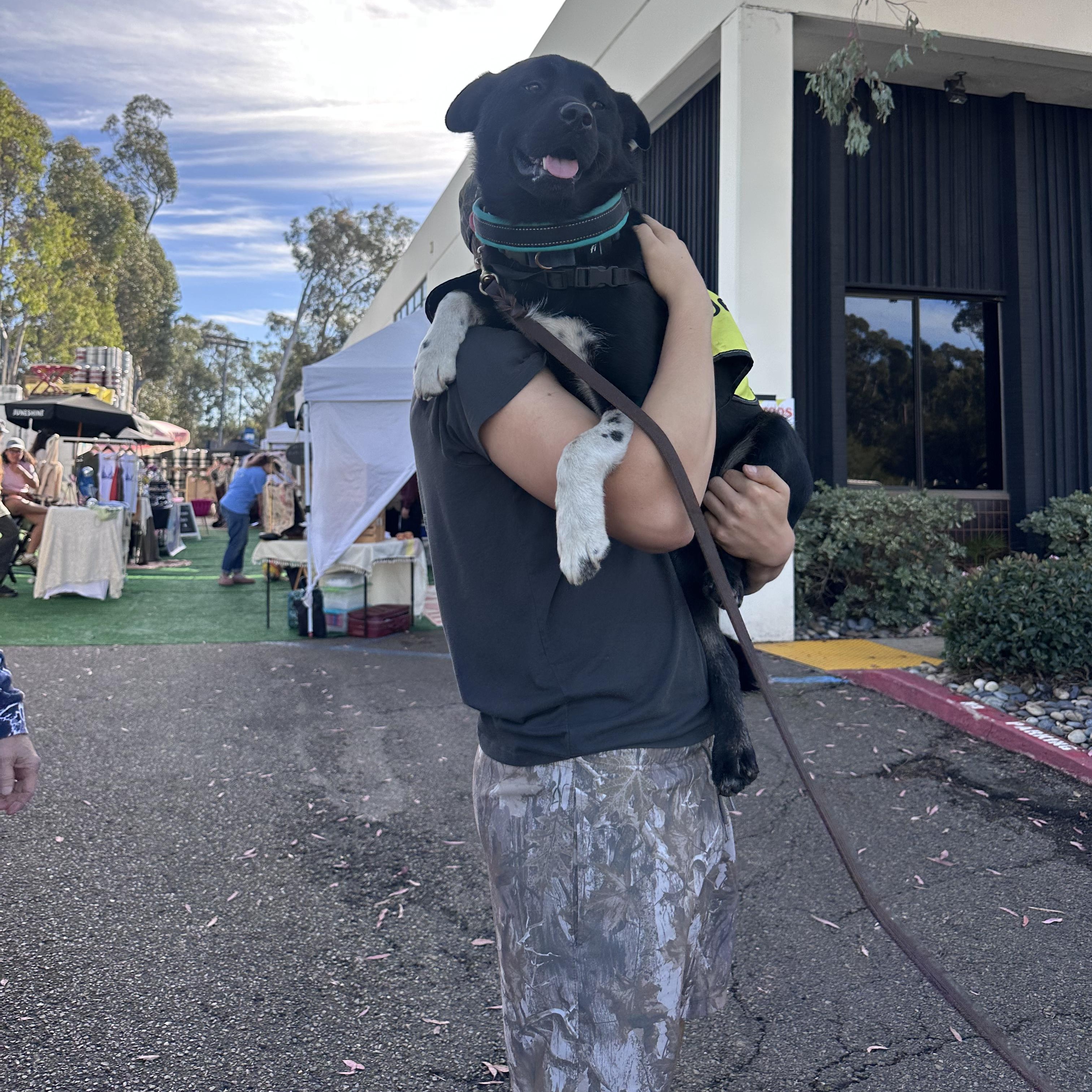 Enlarge Lobo, a Adoptable mixed breed in San Diego, CA image 4/6