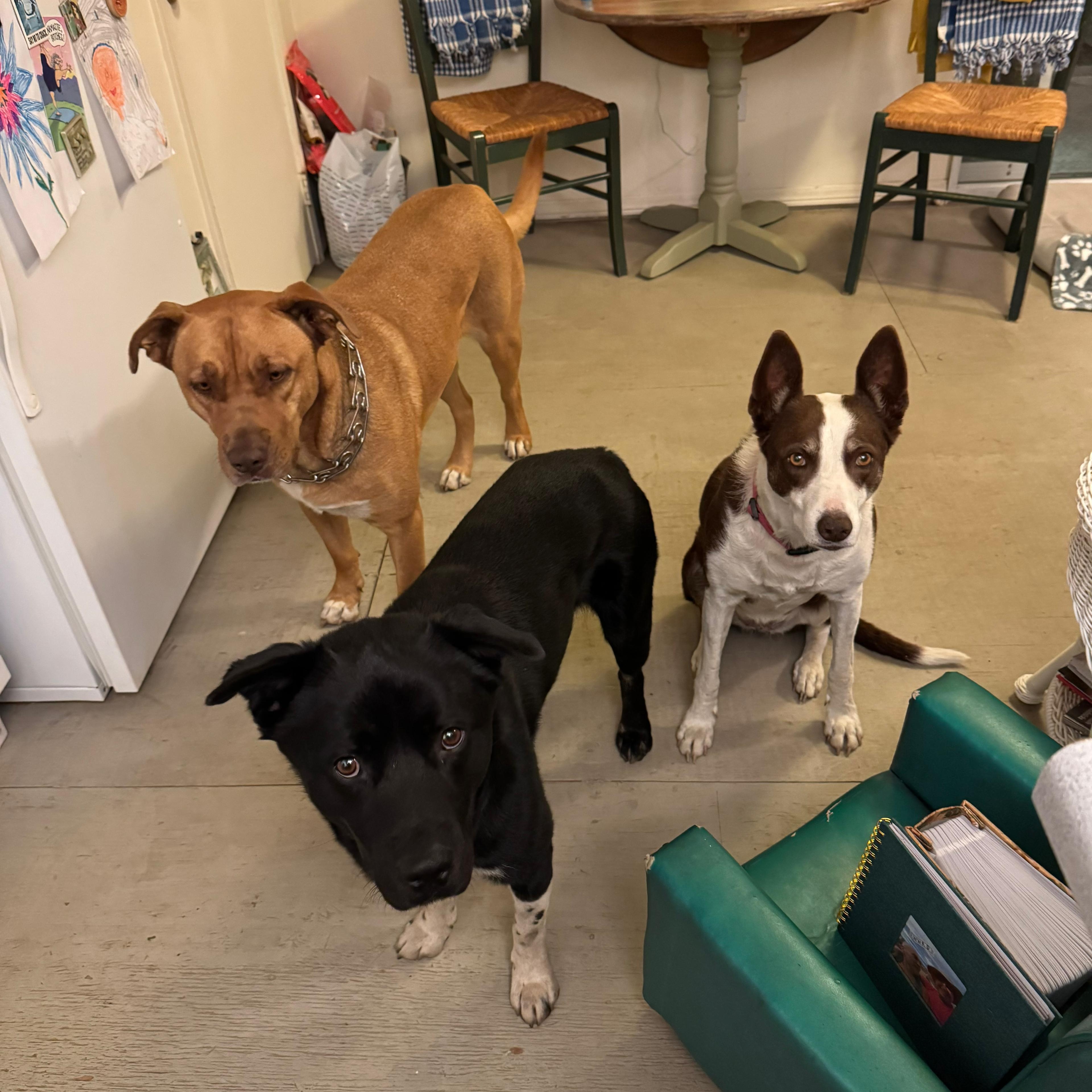 Enlarge Lobo, an adoptable mixed breed in San Diego, CA image 5/6