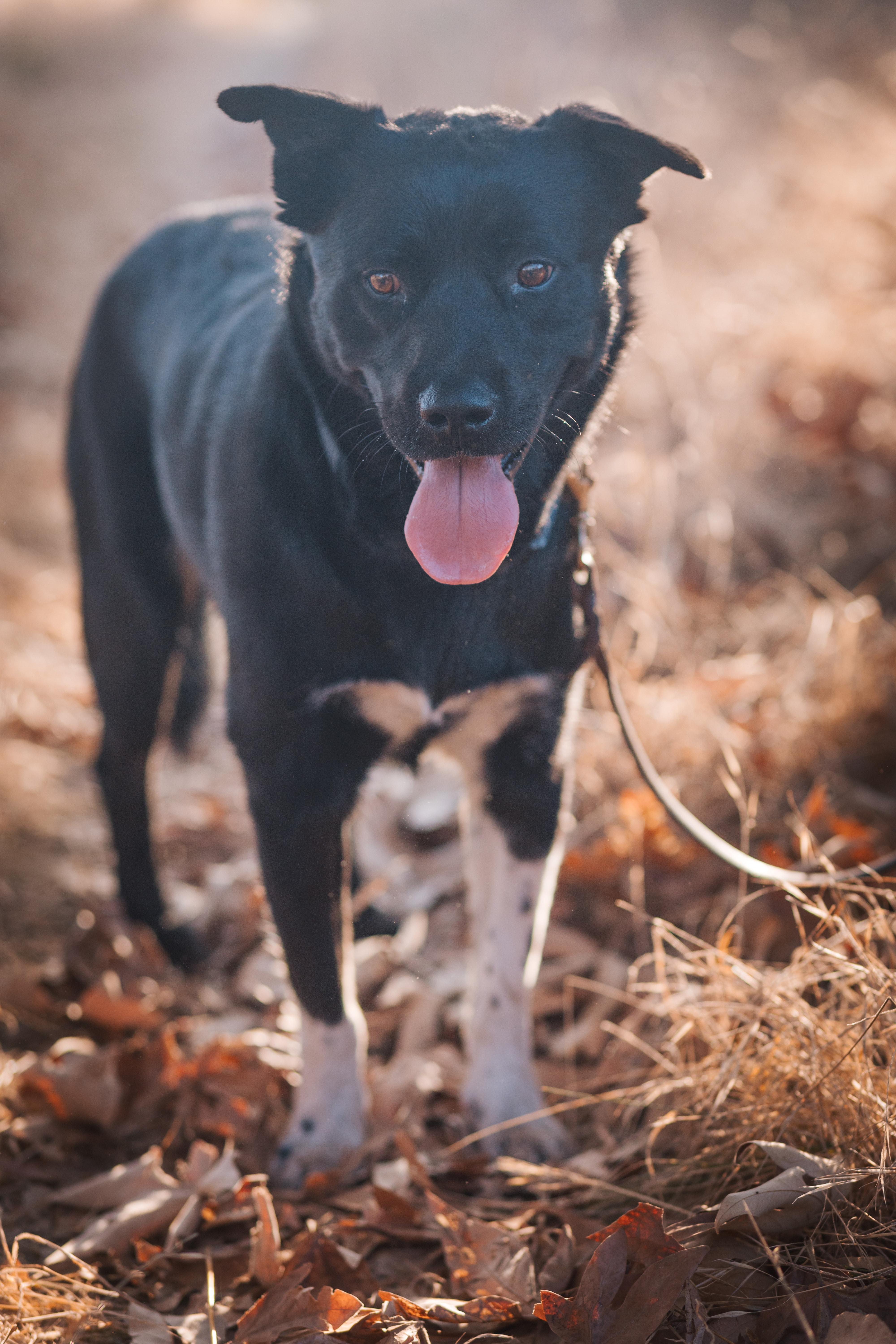 Enlarge Lobo, a Adoptable mixed breed in San Diego, CA image 3/6