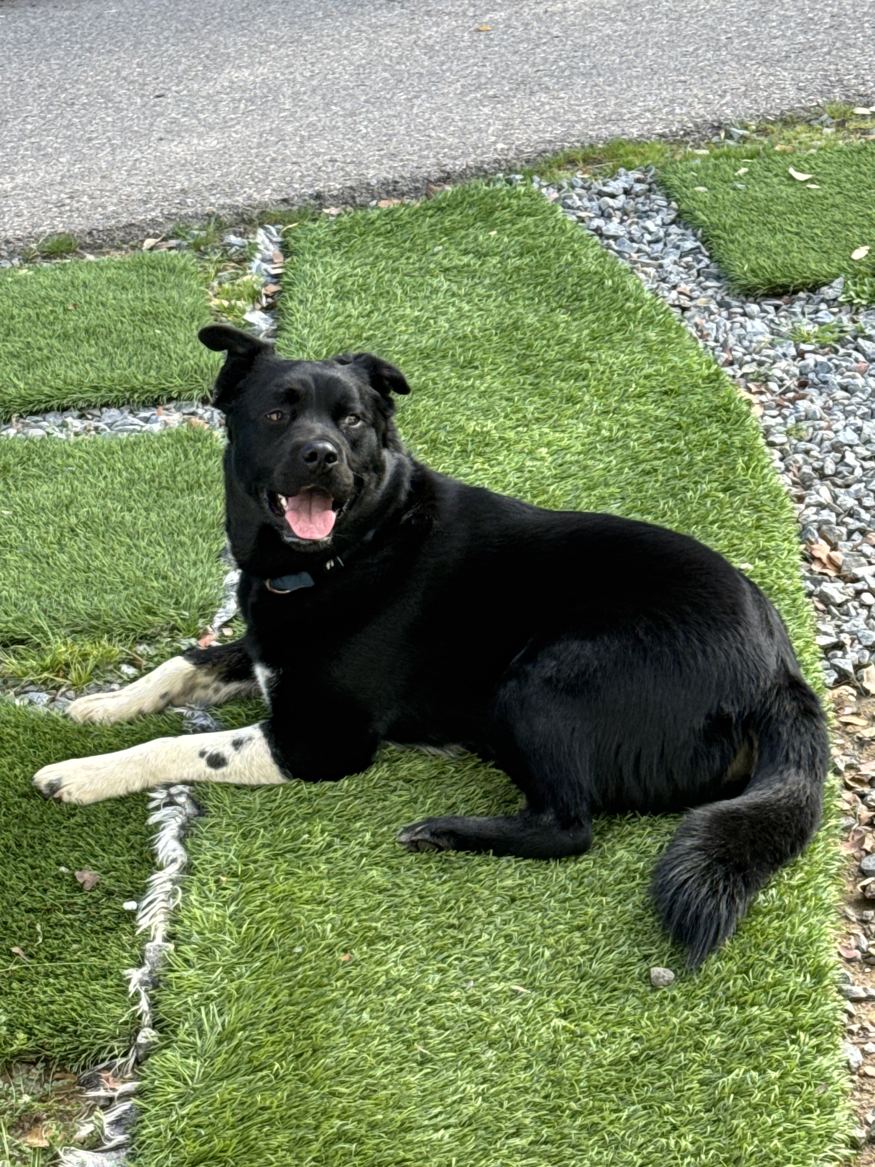 Enlarge Lobo, an adoptable mixed breed in San Diego, CA image 2/6